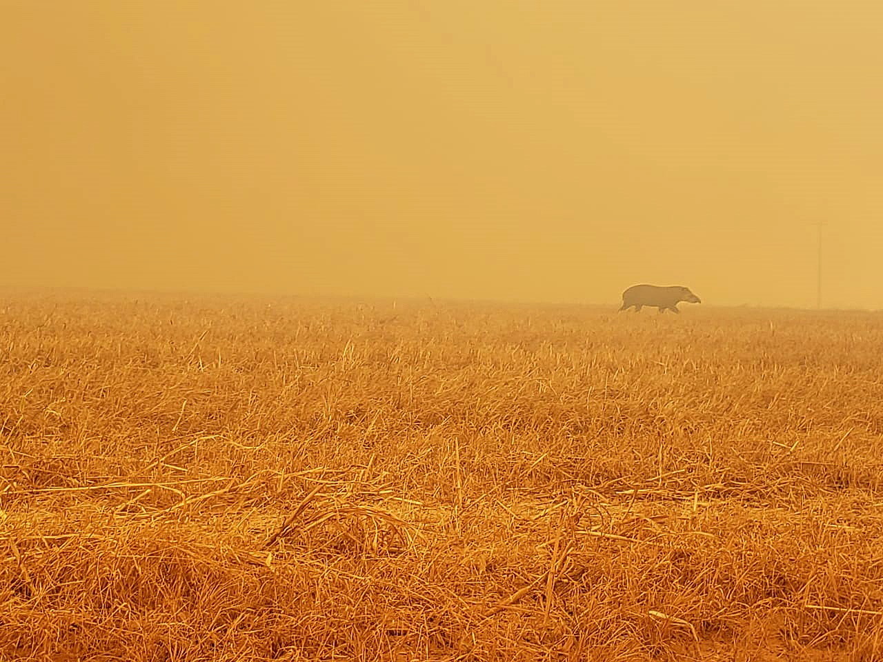 Tapirus ucieka uciekającego przed pożarem lasu w stanie Mato Grosso w Brazylii, fot. 
