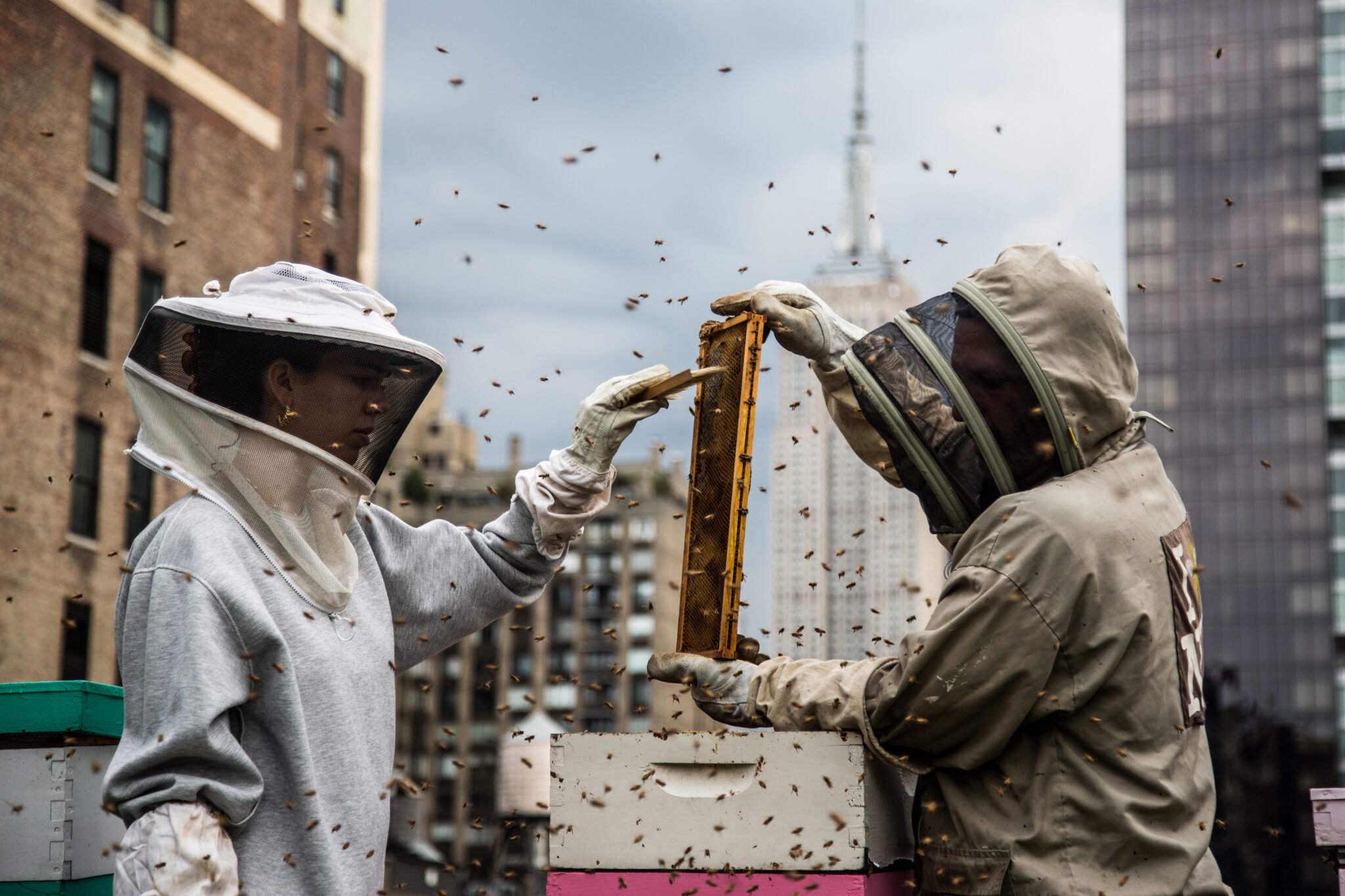 Pszczelarze zbierają plastry miody na Manhattanie w Nowym Jorku, fot/ EPA / Alba Vigaray 