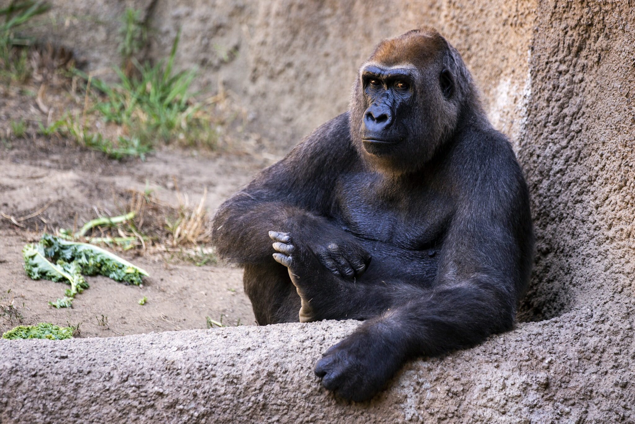  Zoo w Los Angeles otwarte dla zwiedzających po 166 dniach lockdownu związanego z pandemią, fot. EPA/ETIENNE LAURENT 