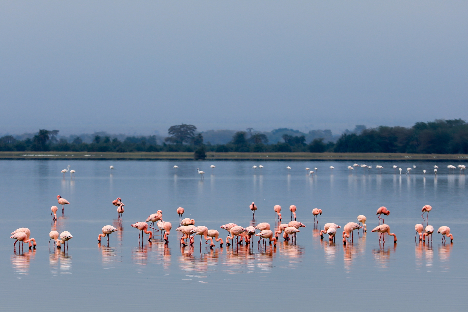 Flamingi w Kenii EPA/Daniel Irungu 
