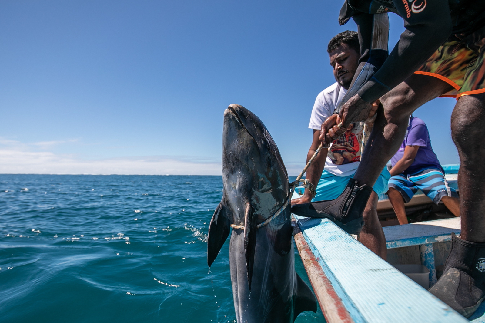 Delfiny na Mauritiusie fot. EPA/LAURA MOROSOLI