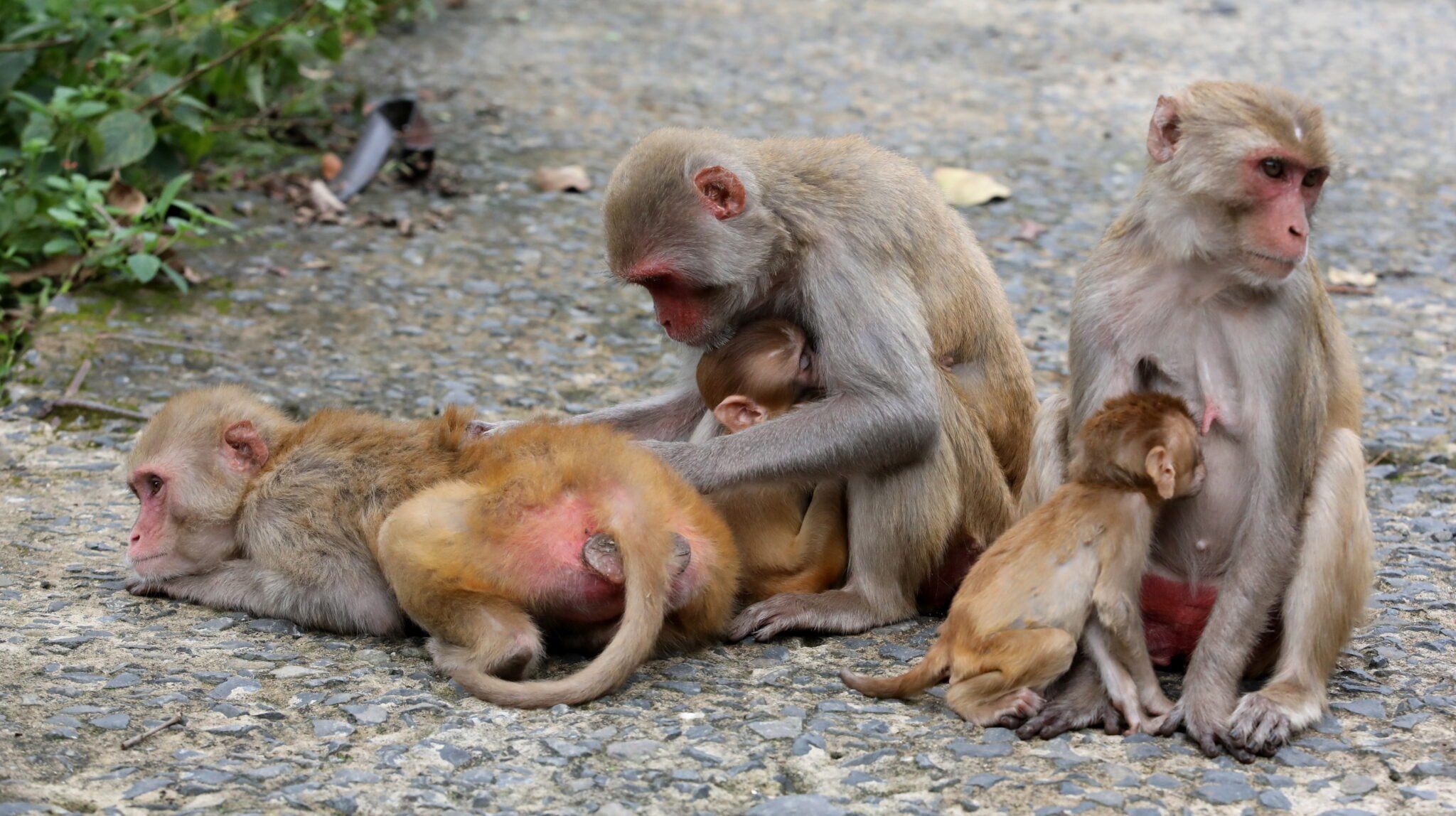 Małpy na ulicach Indii. Fot. EPA/SANJEEV GUPTA 