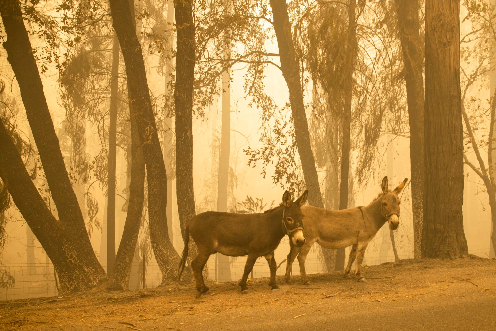Pożary lasów w Kalifornii. W 12 zachodnich stanach USA płonie ponad 100 pożarów, fot. EPA / PETER DASILVA 