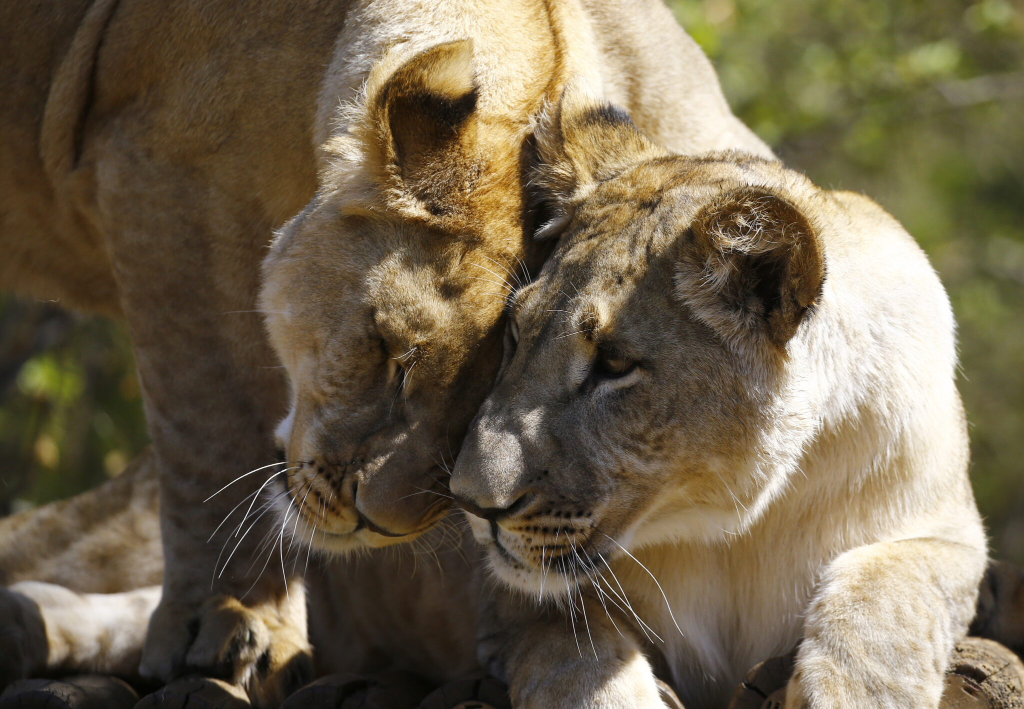 lwy w w zoo Johannesburgu, fot. EPA/KIM LUDBROOK