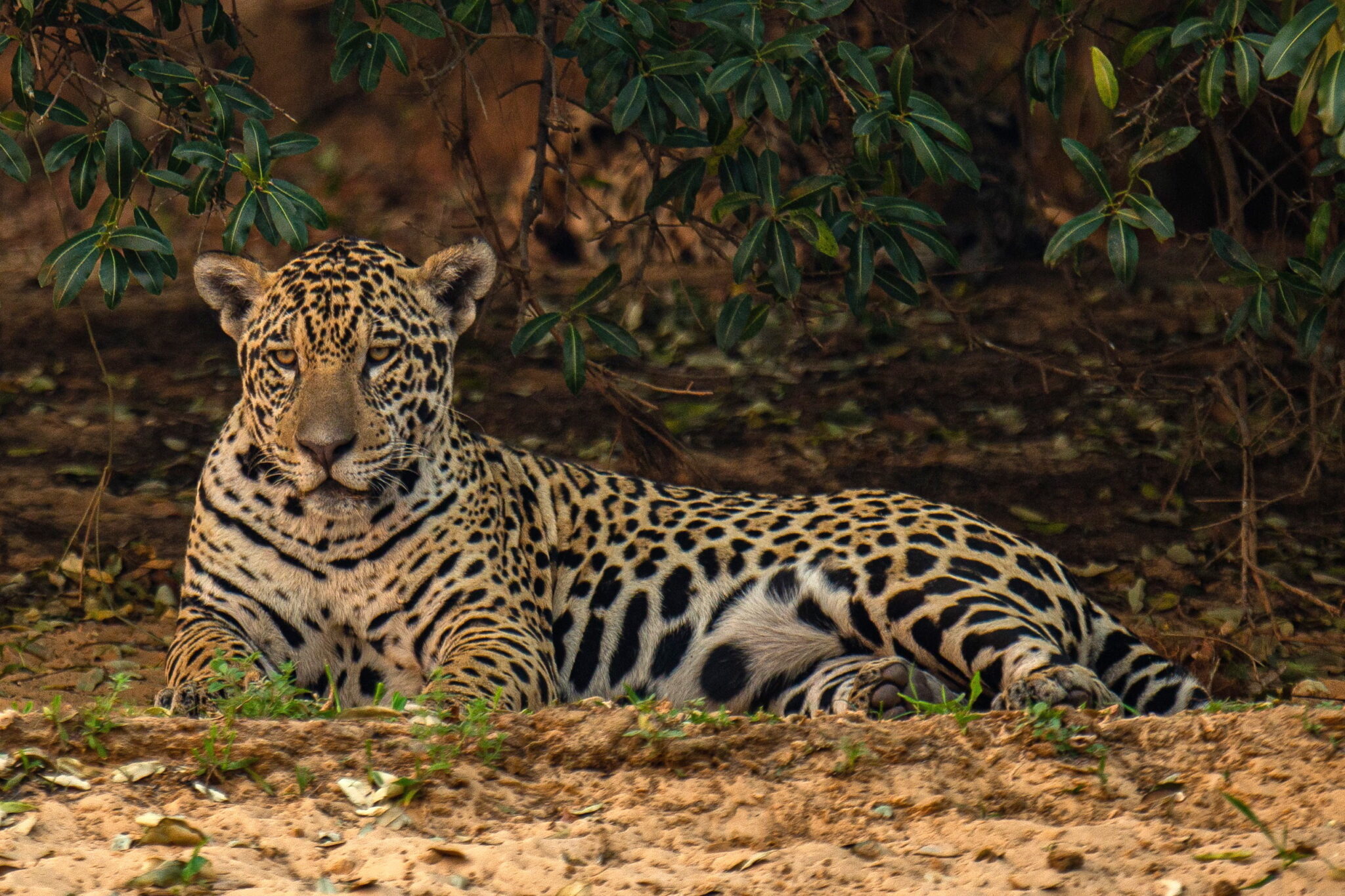 Brazylia: jaguar w naturalnym środowisku. fot. EPA/Carlos Ezequiel Vannoni 
