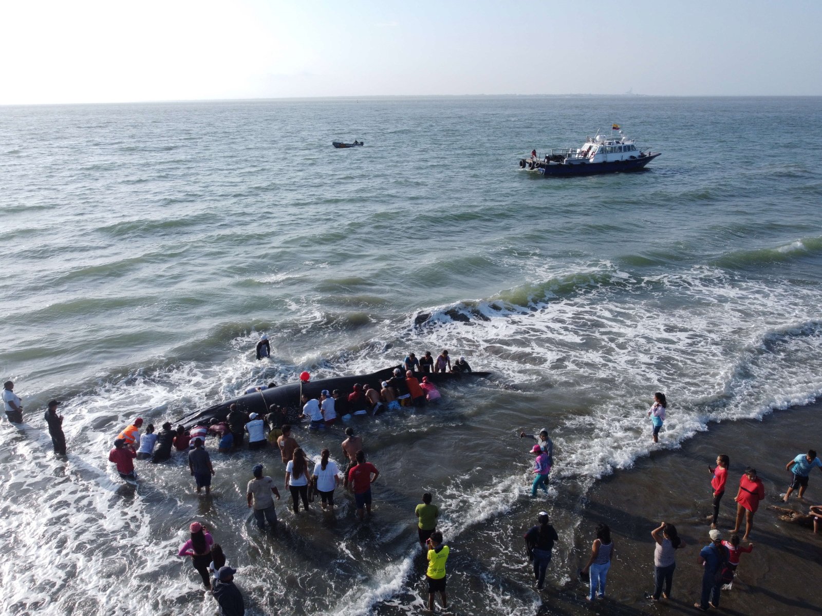 epa08649396 A handout photo made available by Guayaquil Mayoralty shows officials and people trying to rescue a humpback whale stranded in a beach of Puna island, Guayaquil province, Ecuador, 04 September 2020 (issued 05 September 2020).  EPA/Guayaquil Mayoralty 