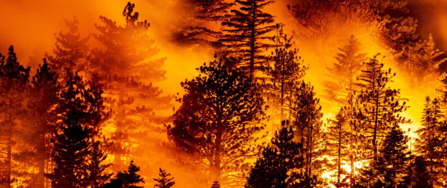 pożary lasów w Kalifornii