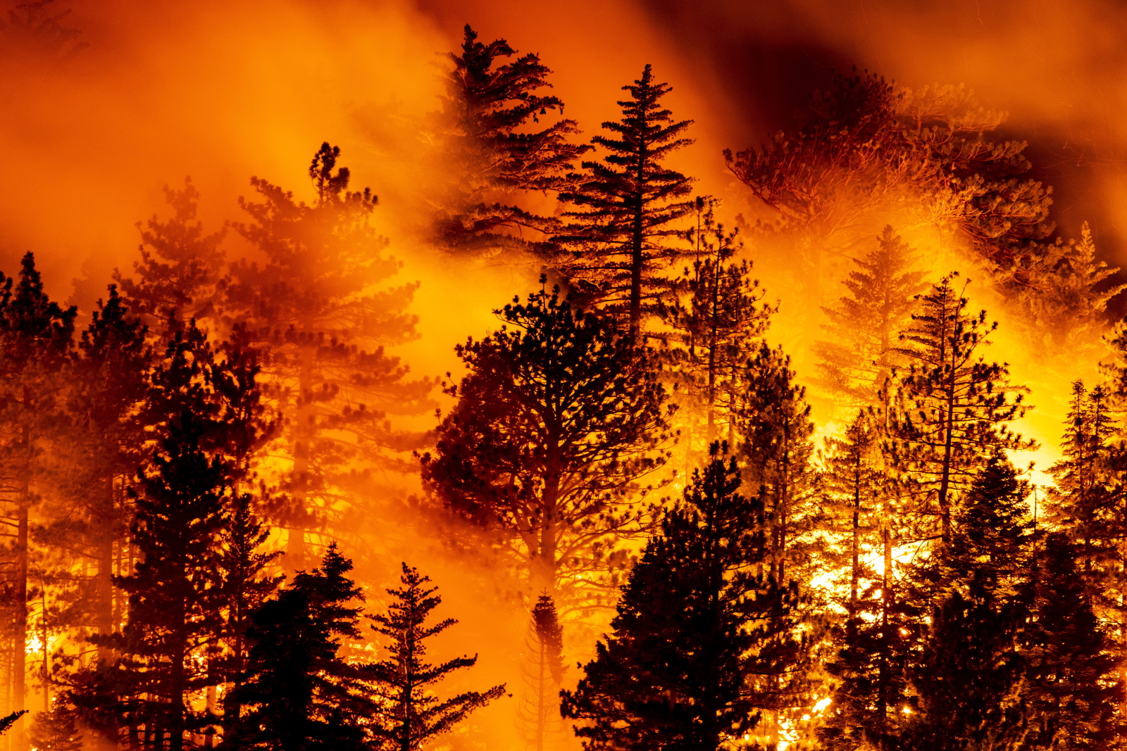 pożary lasów w Kalifornii