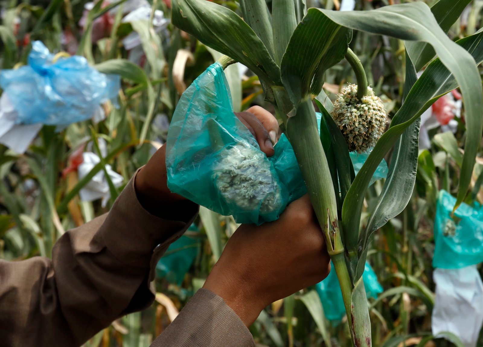 Uprawa kukurydzy w Jemienie fot. EPA/YAHYA ARHAB 
