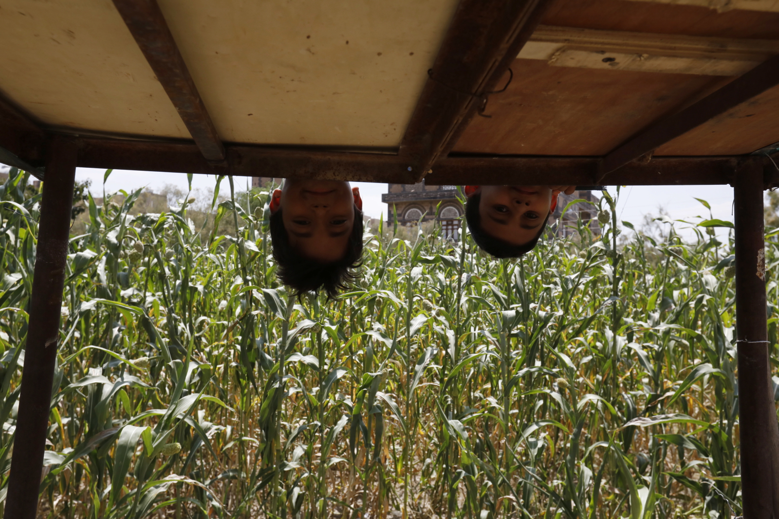 Uprawa kukurydzy w Jemienie fot. EPA/YAHYA ARHAB 
