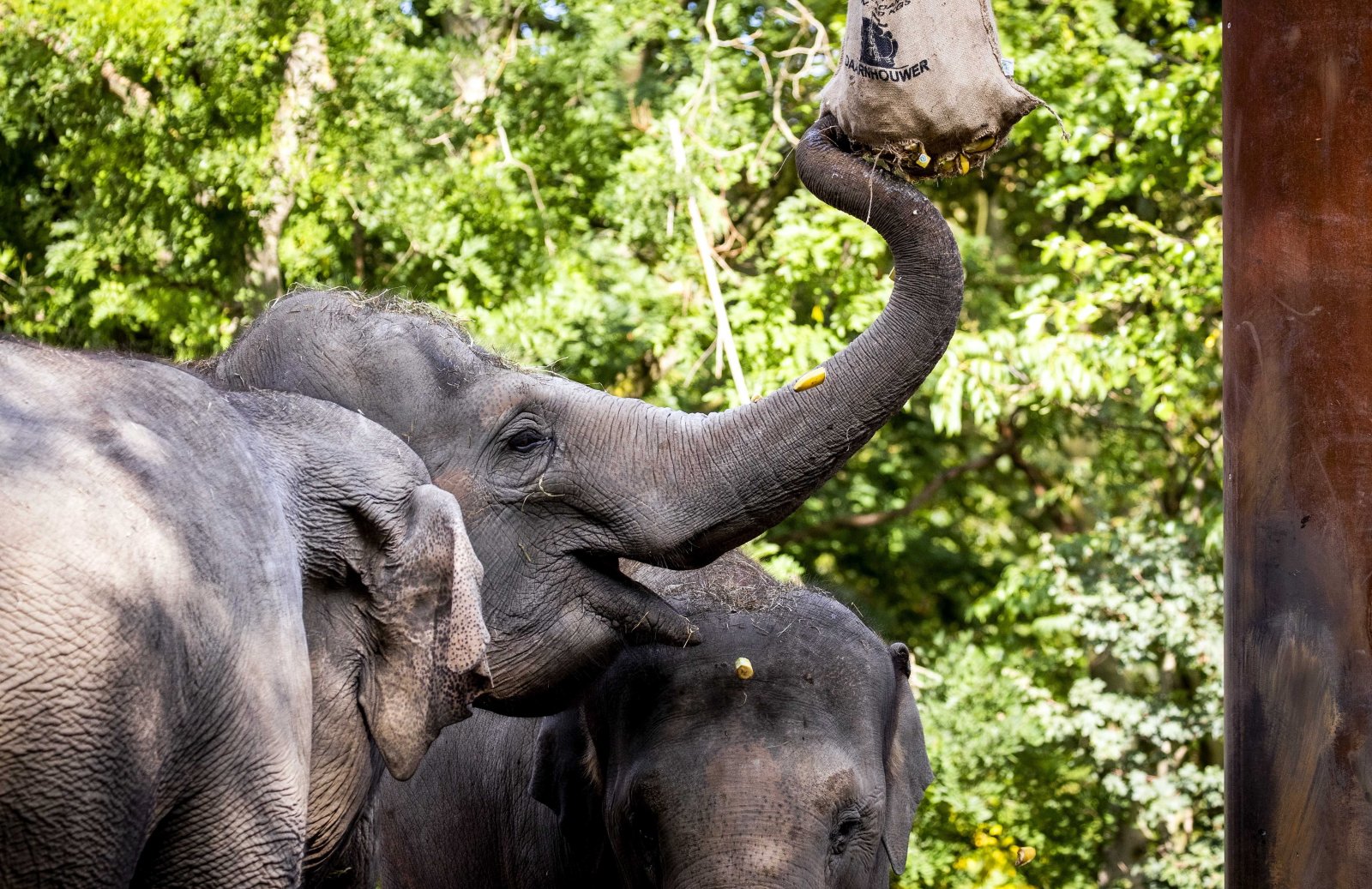Holandia. 50 urodziny słonicy Irmy EPA/Sem van der Wal 
