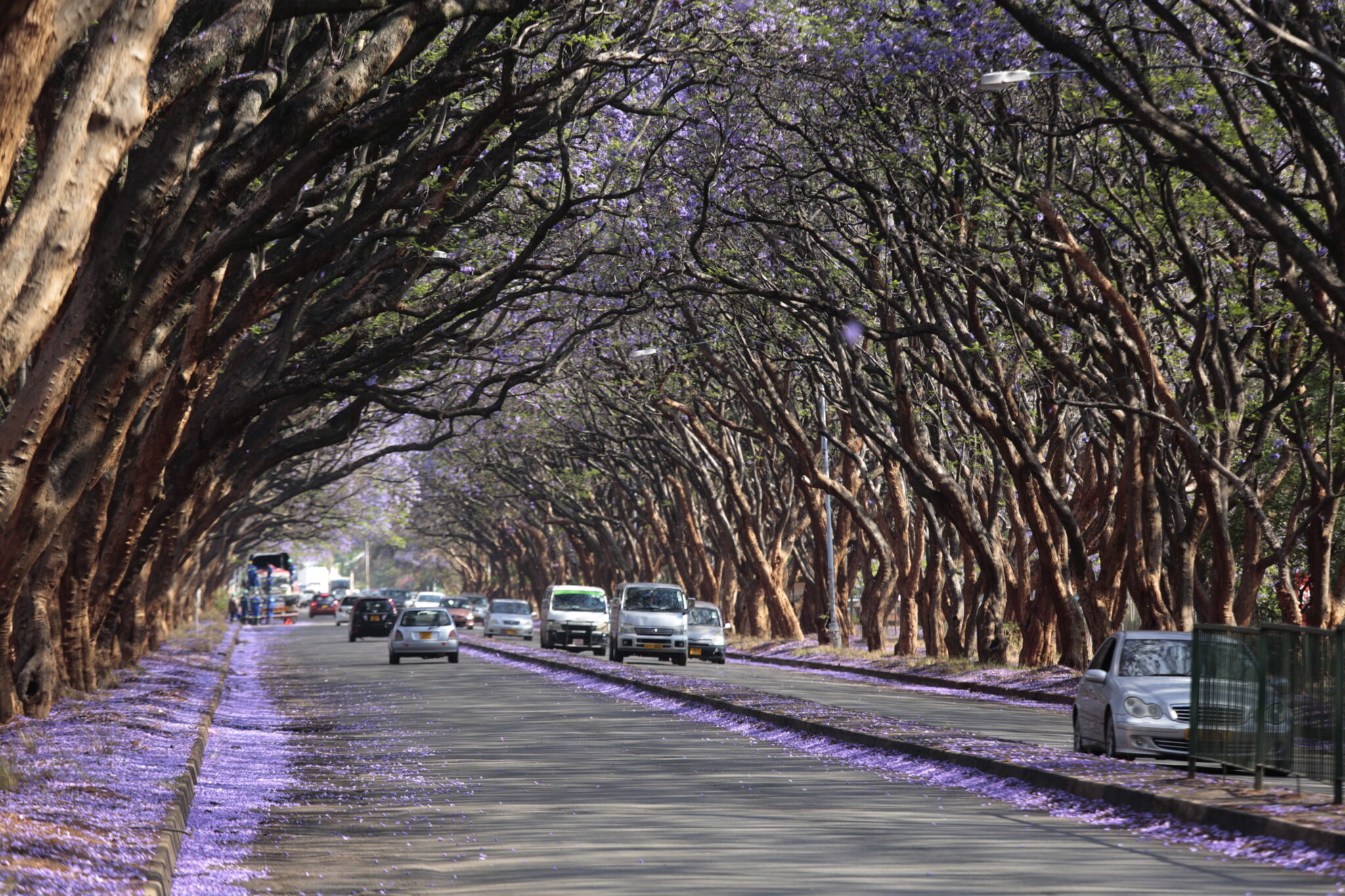 Zimbabwe: droga w cieniu kwitnących drzew Jacaranda w Harare. Kwitnienie tych drzew to znak wiosny w tym kraju, fot. EPA / AARON UFUMELI 