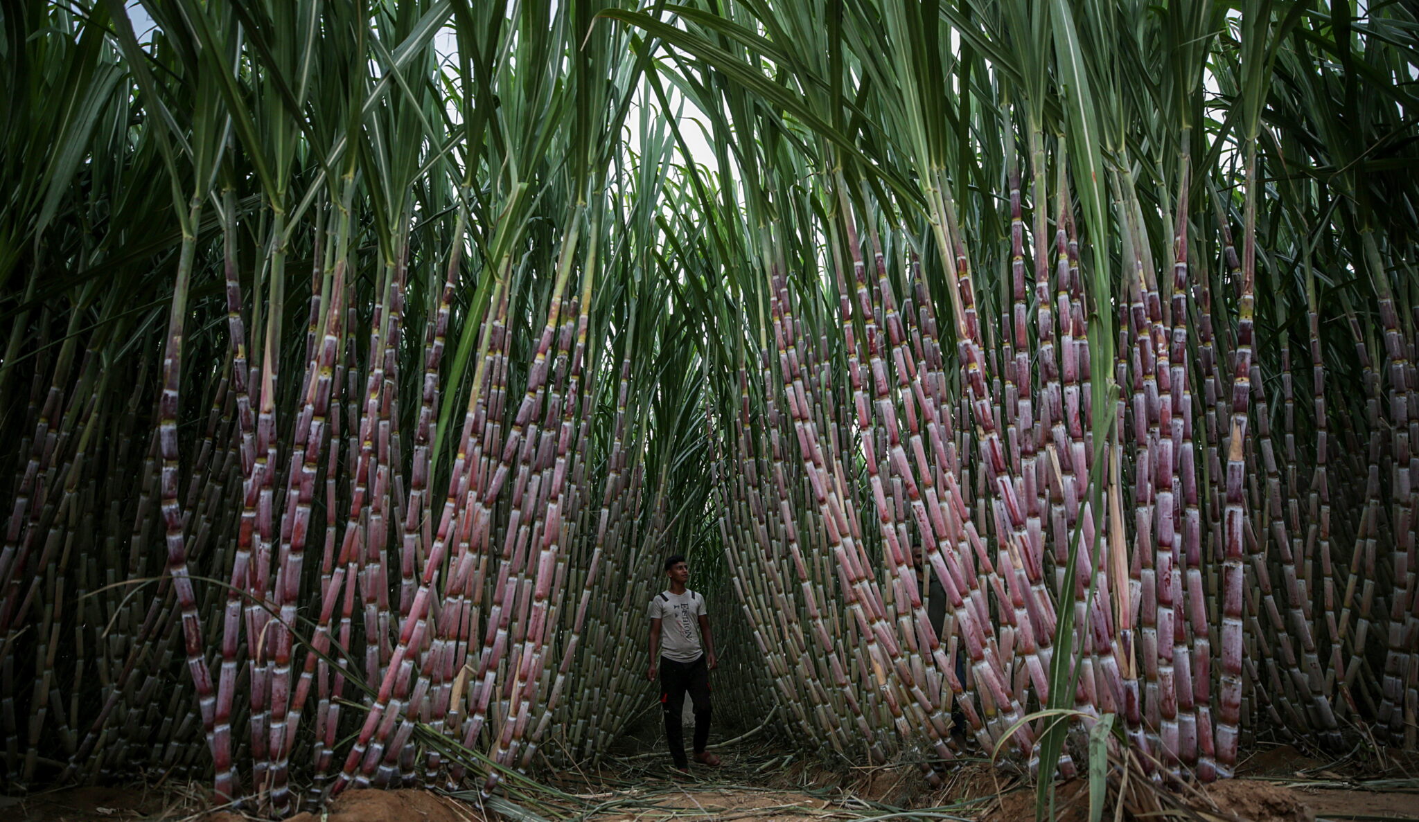  Farma trzciny cukrowej w południowej Strefie Gazy, fot. EPA / MOHAMMED