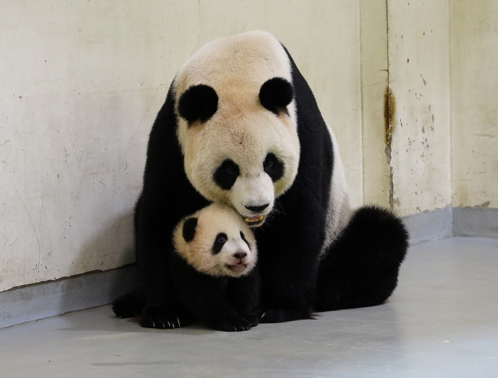 Taiwan, młoda pandaEPA/TAIPEI ZOO 