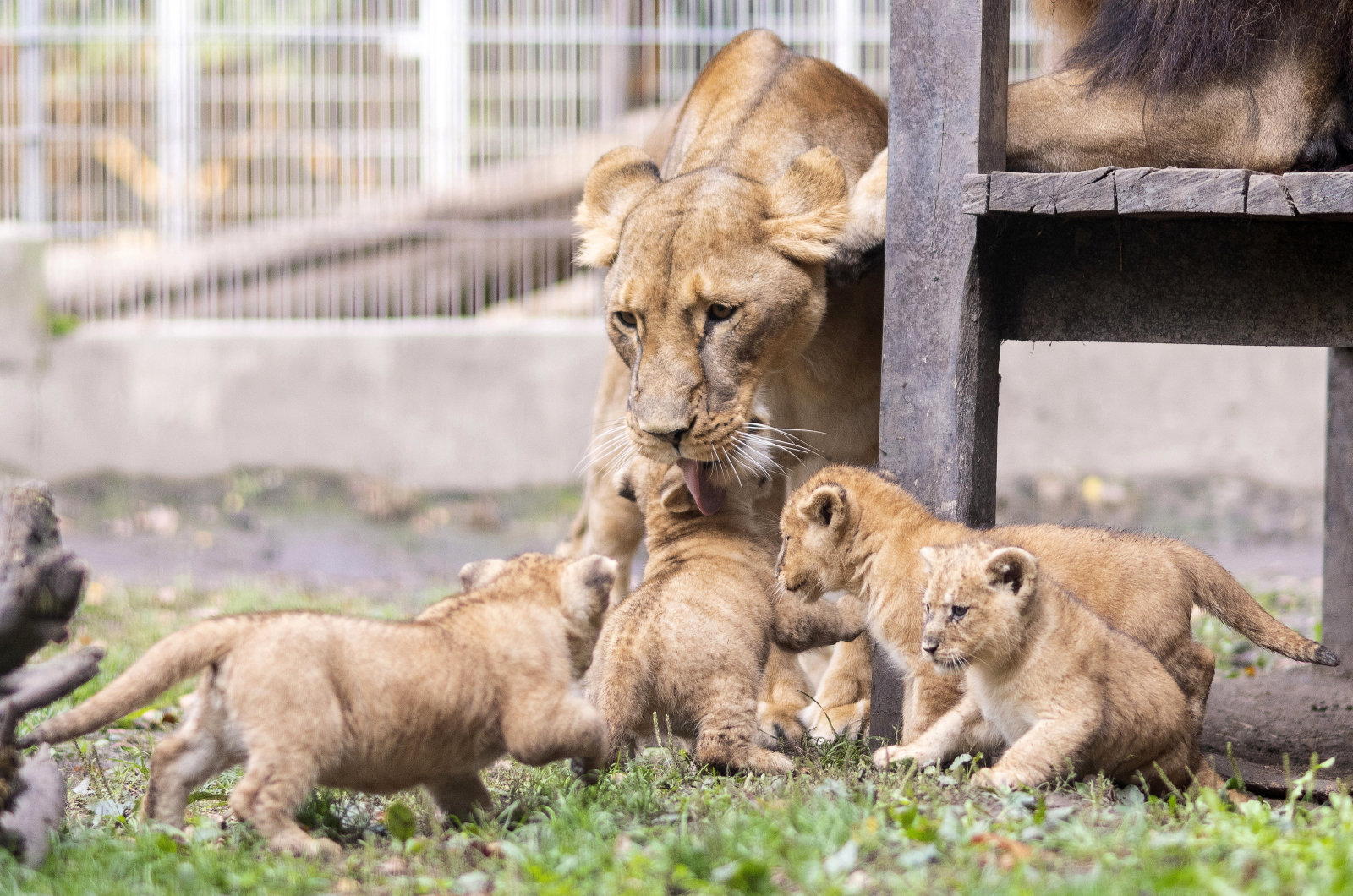 Małe lwiątka w  Nyiregyhazie na Węgrzech Fot. PAP/EPA/Attila Balazs