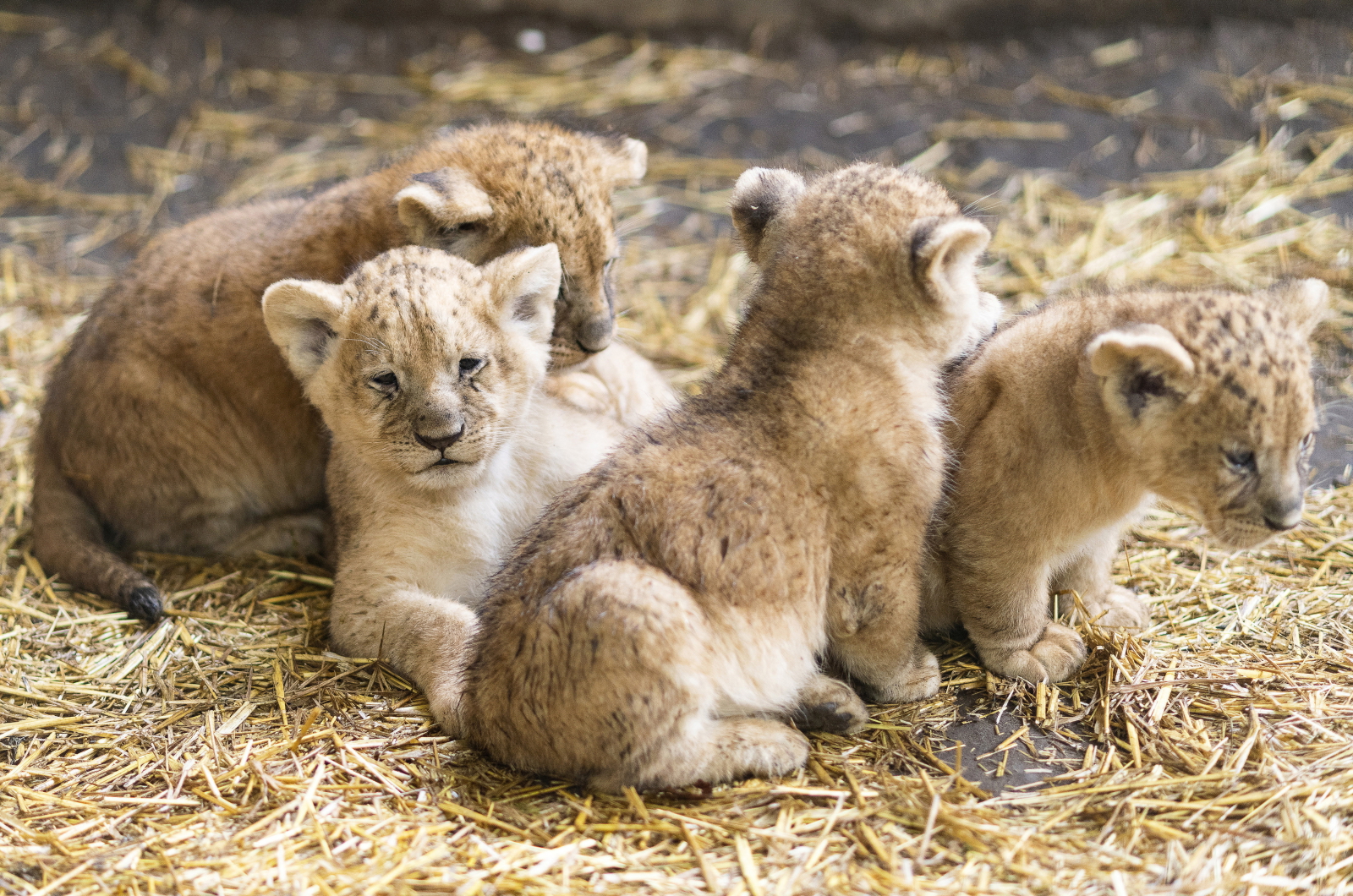 Małe lwiątka w  Nyiregyhazie na Węgrzech Fot. PAP/EPA/Attila Balazs