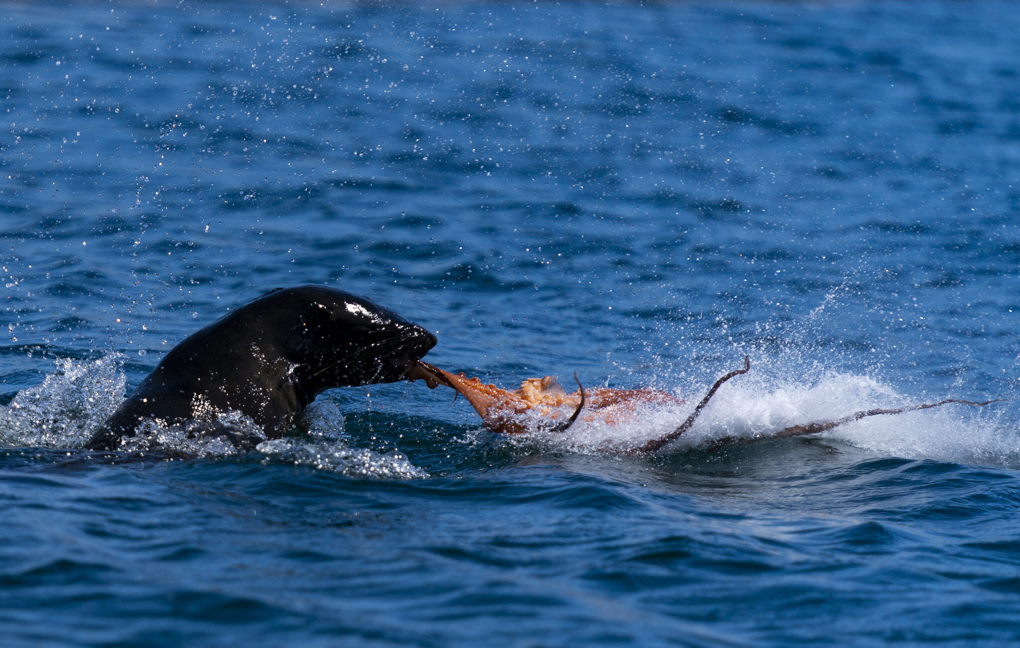  Foka poluje na ośmiornicę w False Bay, u wybrzeży Kapsztadu, RPA, fot. EPA / NIC BOTHMA 