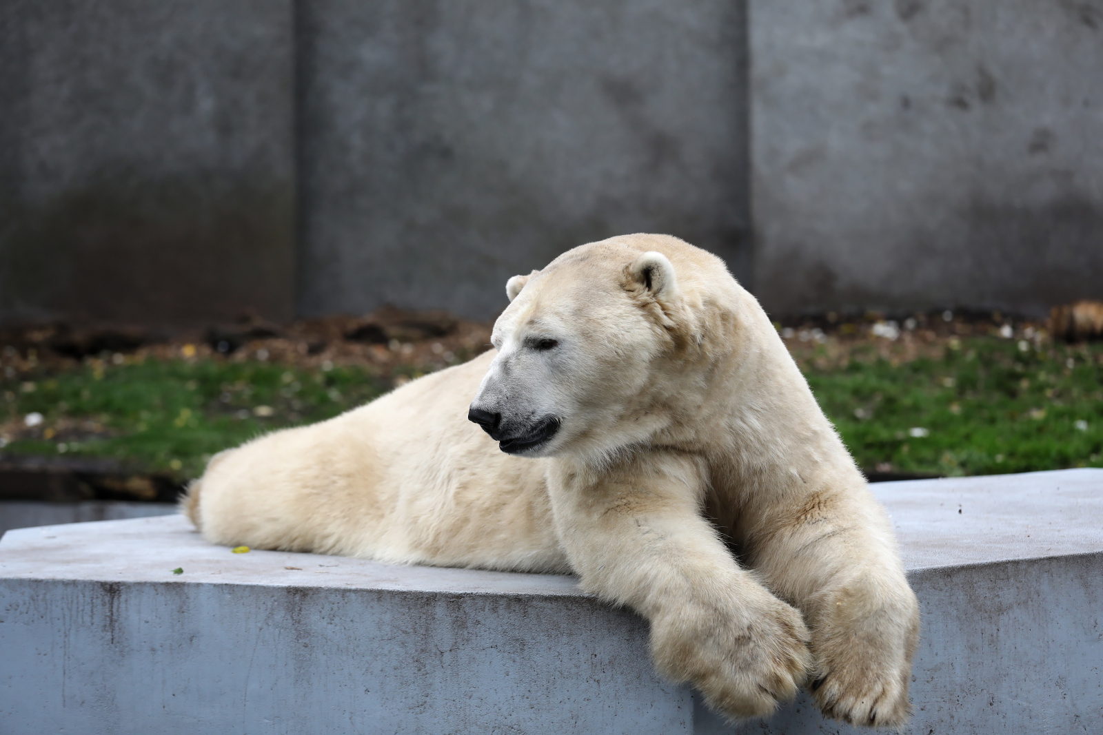 Koronawirus w Polsce. Zdecydowanie mniej mieszkañców odwiedza warszawskie zoo. Fot. PAP/Rafał Guz