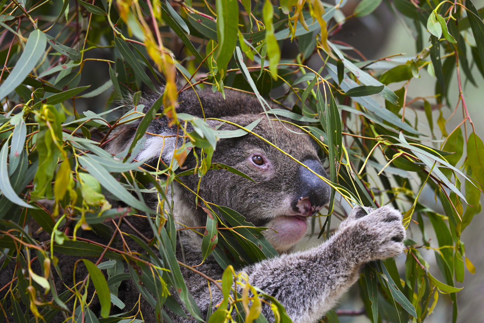 Australia. koala w rezerwacie EPA/LUKAS COCH 