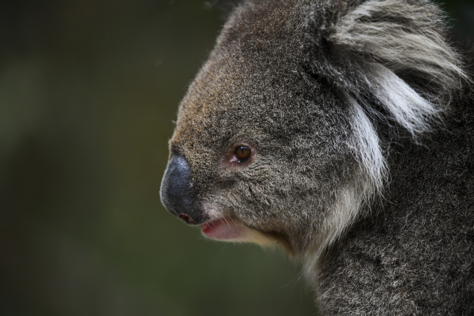 Australia. koala w rezerwacie EPA/LUKAS COCH 