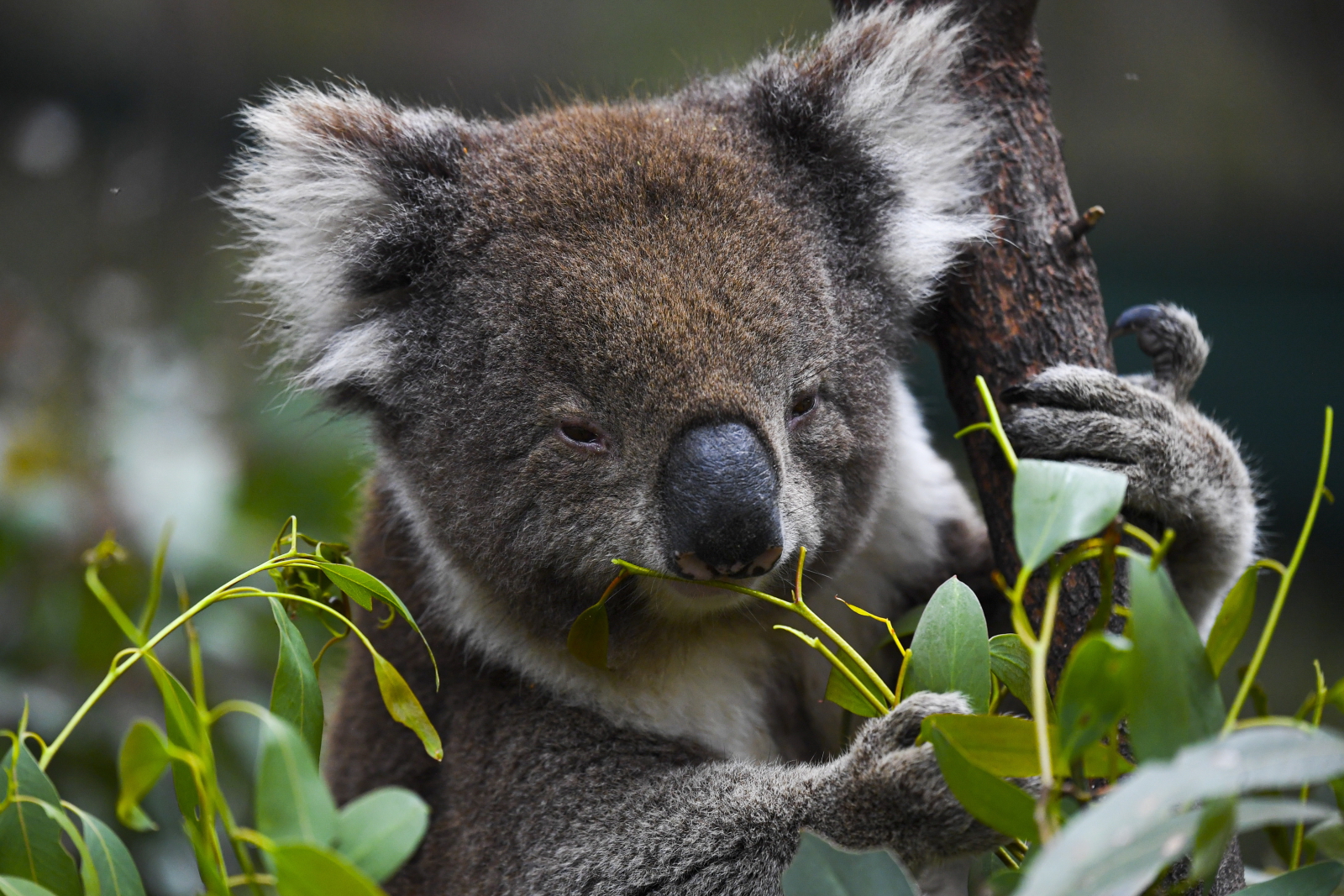 Australia. koala w rezerwacie EPA/LUKAS COCH 