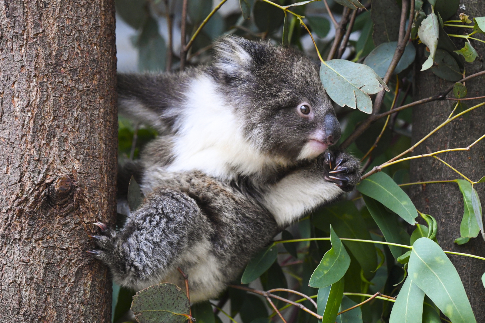 Australia. koala w rezerwacie EPA/LUKAS COCH 