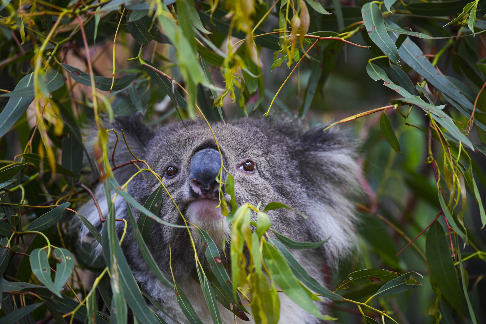 Australia. koala w rezerwacie EPA/LUKAS COCH 