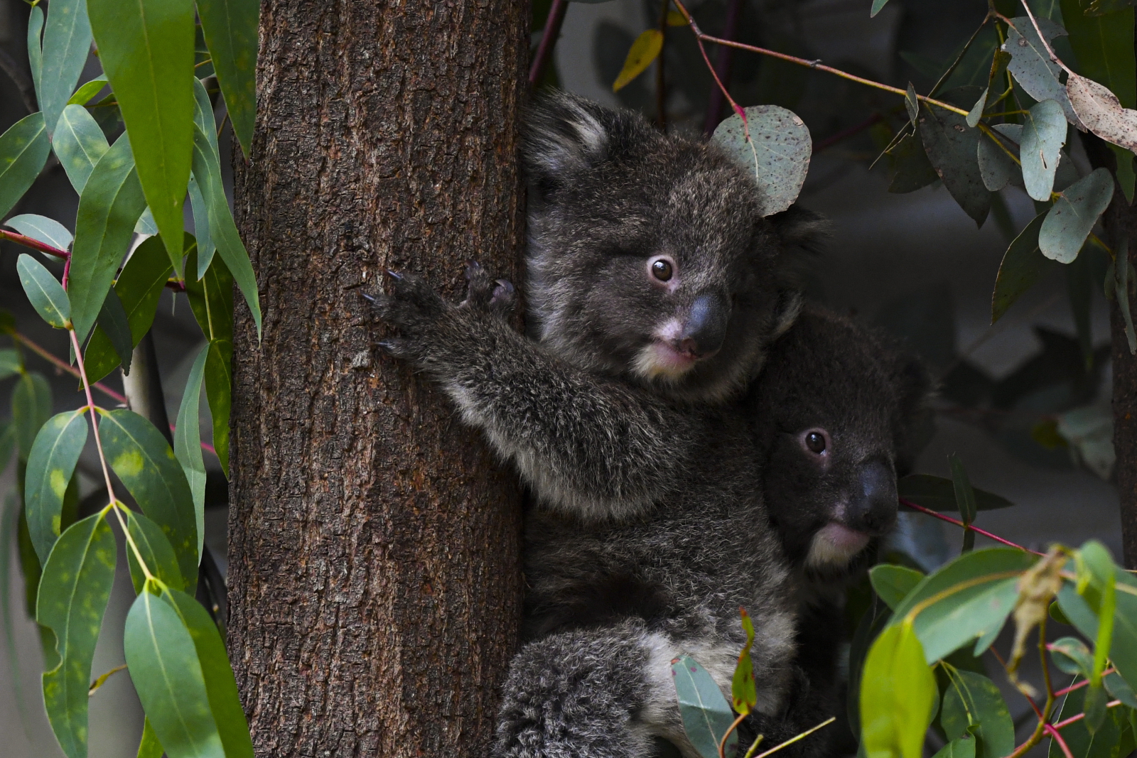 Australia. koala w rezerwacie EPA/LUKAS COCH 