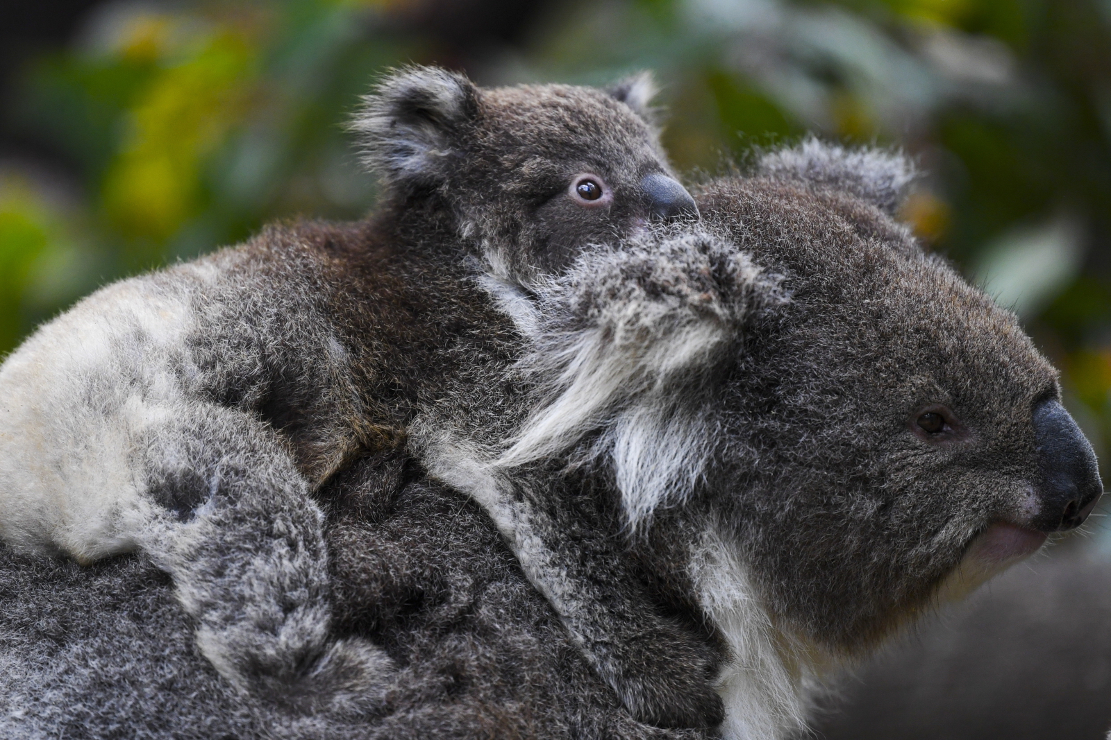 Australia. koala w rezerwacie EPA/LUKAS COCH 