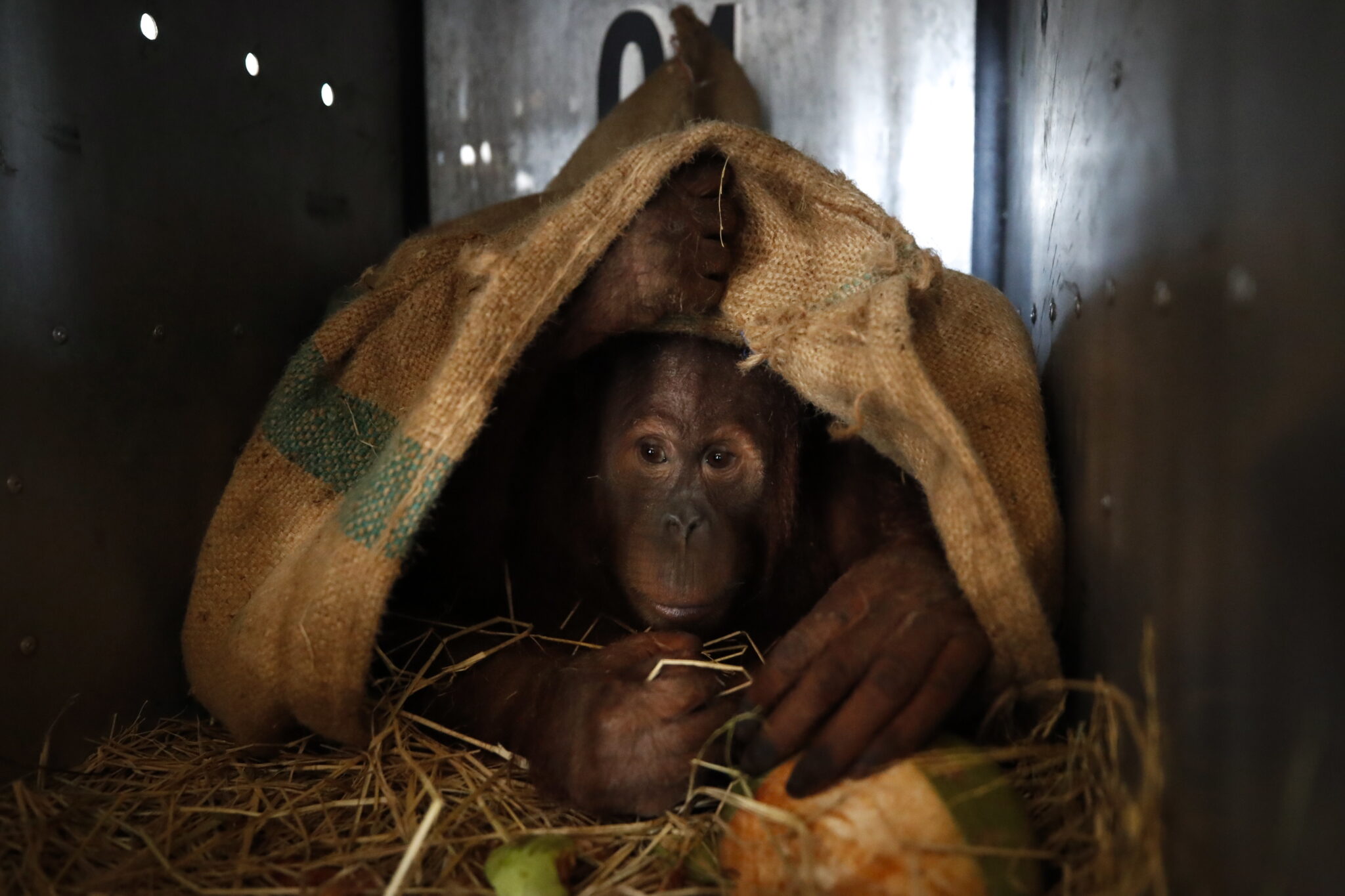 Samica orangutana przed wejściem na pokład samolotu, dwie samice orangutanów, są repatriowane do Indonezji (zostały przechwycone po próbie przemytu do Tajlandii), fot. EPA / DIEGO AZUBEL 