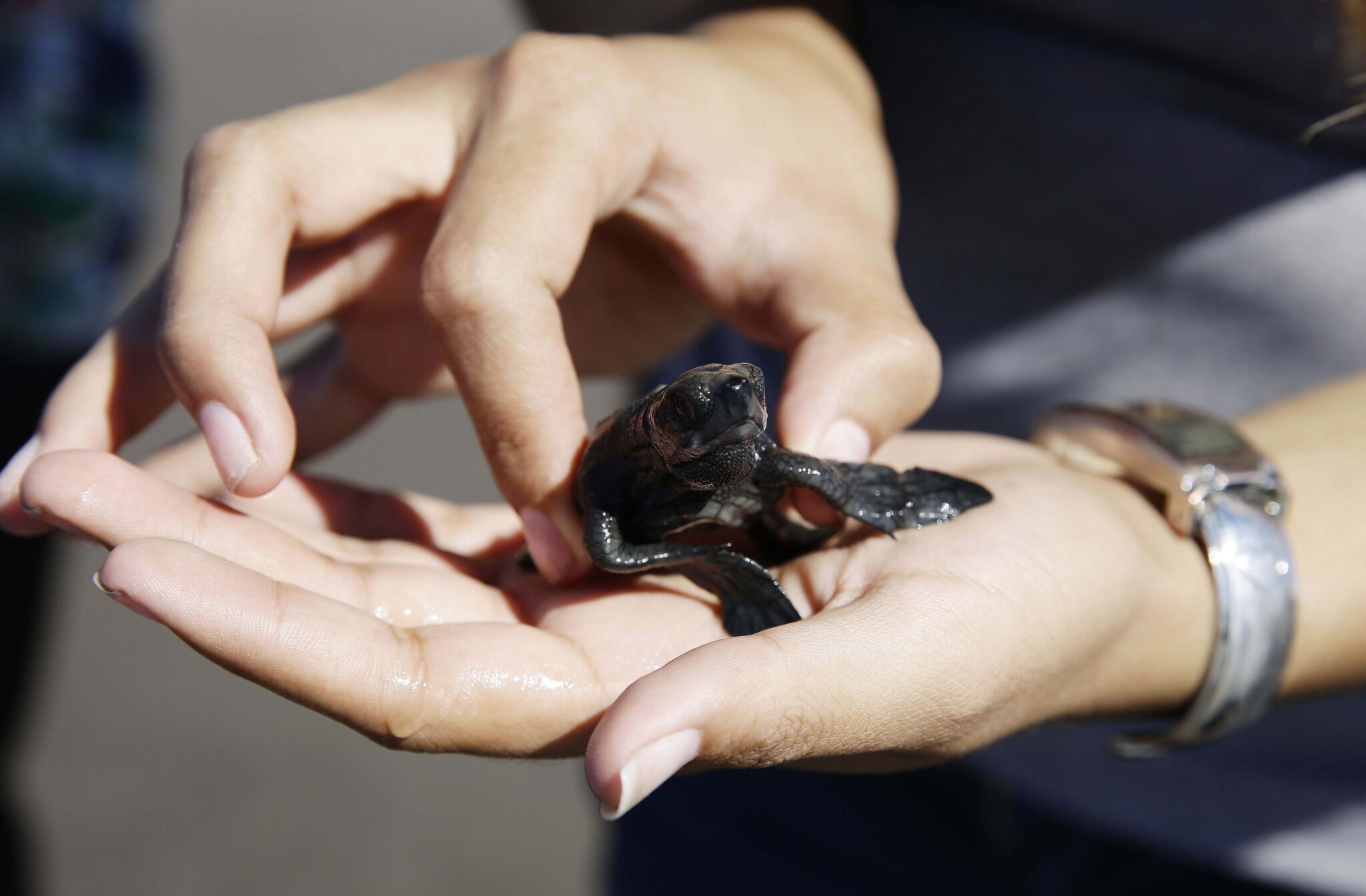 Mały żółw oliwkowy. Na wybrzeżach Salwadoru żyją co najmniej cztery gatunki żółwi morskich, z których dwa są zagrożone wyginięciem, są chronione przez mieszkańców tych obszarów, fot. EPA / Miguel Lemus