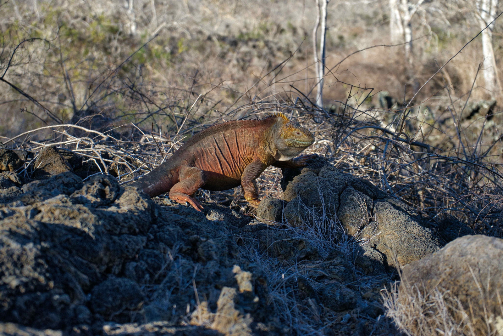 Iguana na Galapagos EPA/Galapagos National Park 