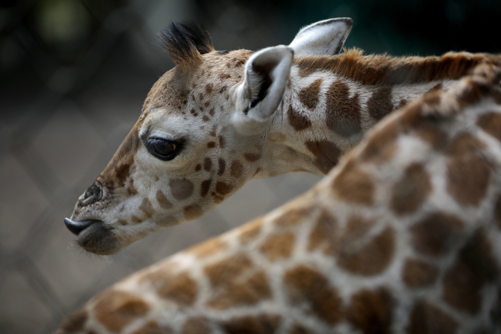 Żyrafa w zoo fot. EPA/PIYAL ADHIKARY 