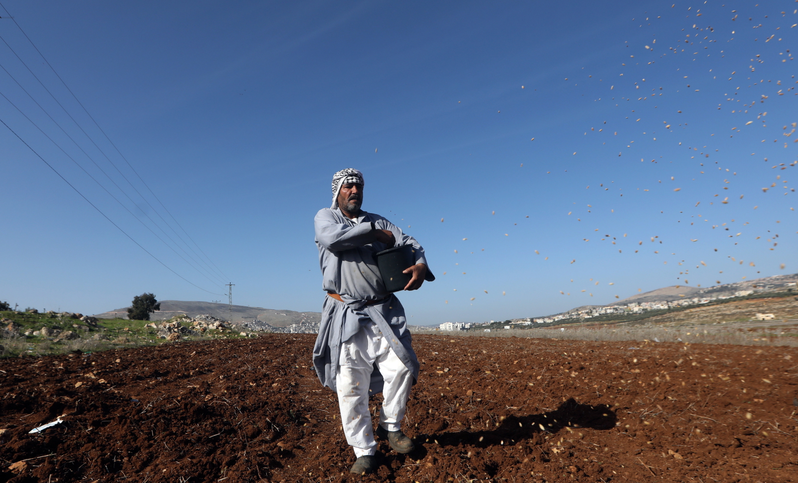 Palestyński rolnik rzuca nasiona pszenicy, aby zasadzić je na swojej ziemi, we wsi Bet Forik na Zachodnim Brzegu, w pobliżu miasta Nablus. Fot. EPA/ALAA BADARNEH 