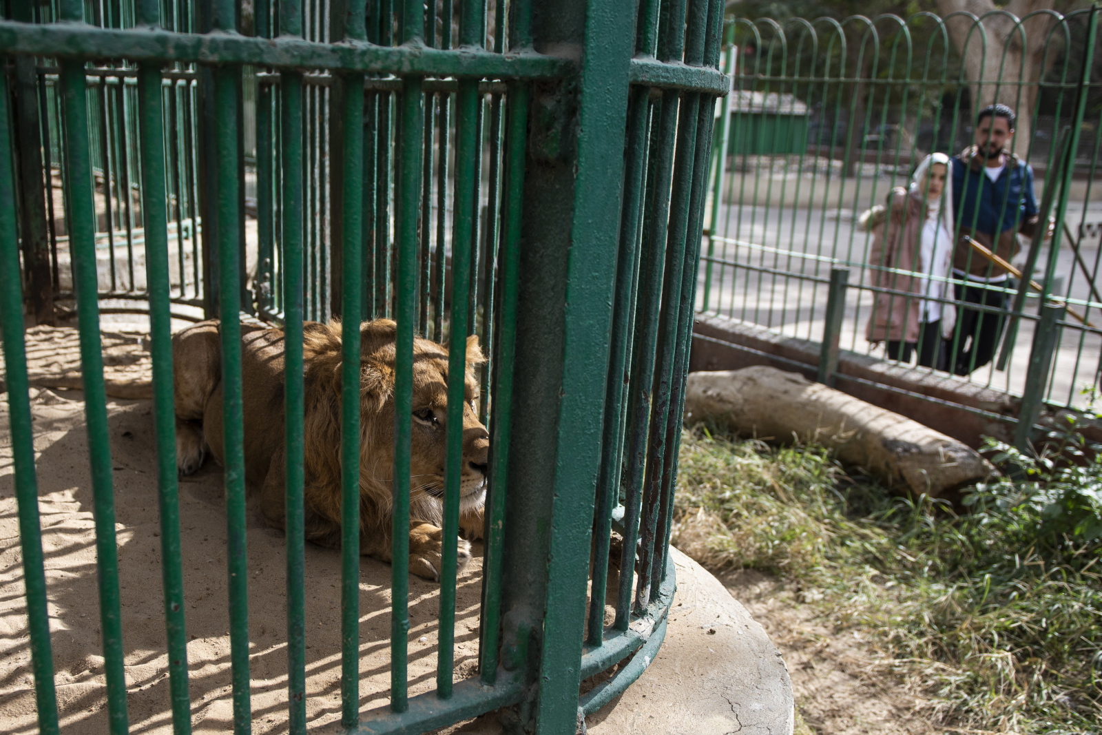 Zoo w Gizie fot. EPA/MOHAMED HOSSAM 