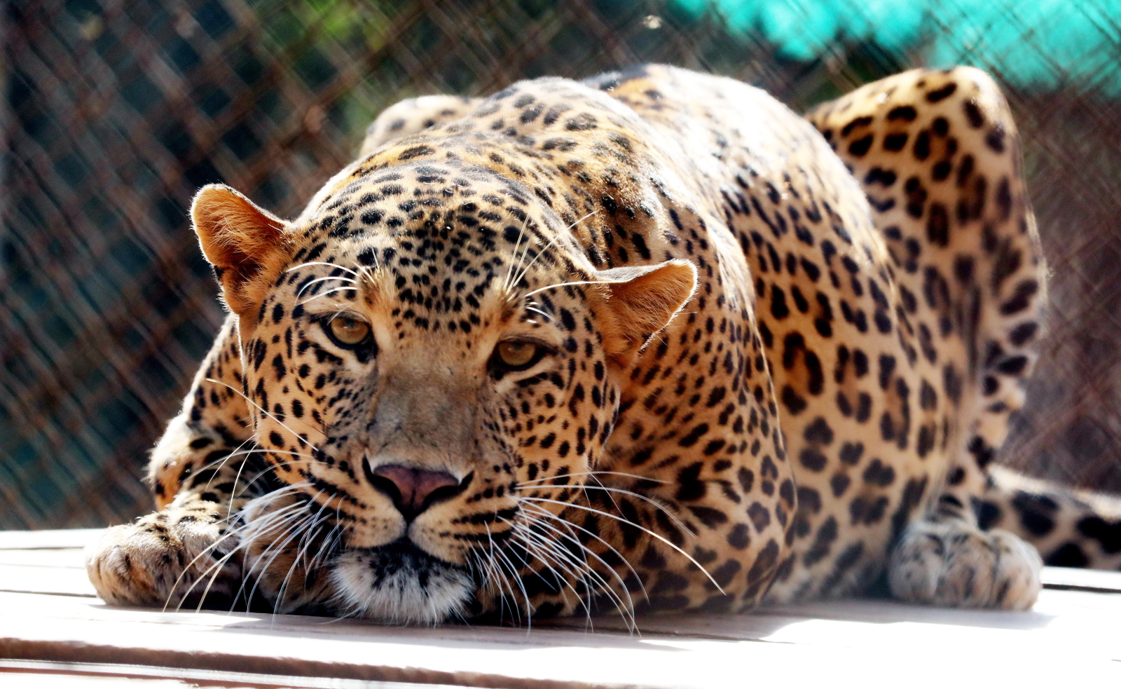 Indie. Leopard EPA/SANJEEV GUPTA 
