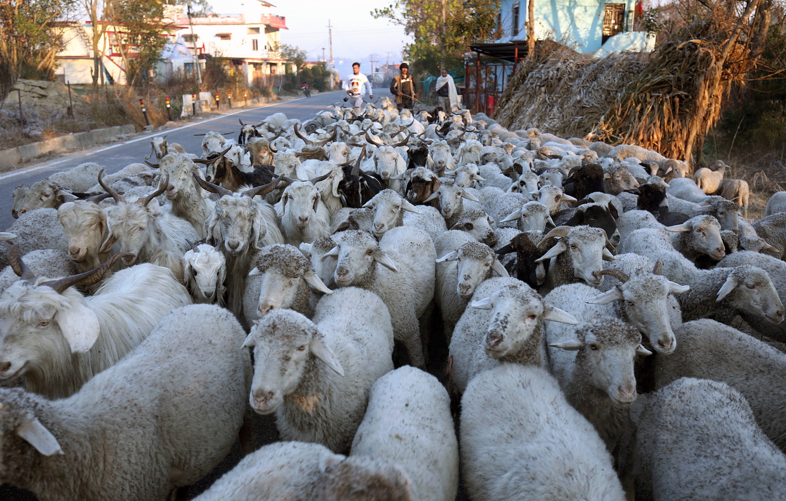Pasterze w Himalajach EPA/SANJAY BAID 
