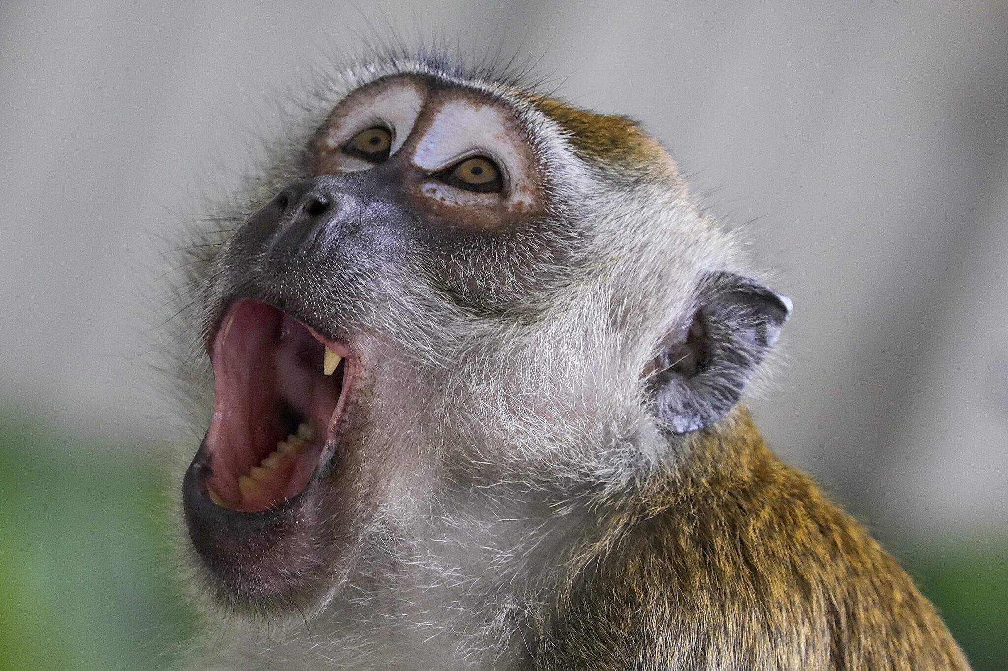 Makatka - małpka z Malezji, fot.  EPA/FAZRY ISMAIL