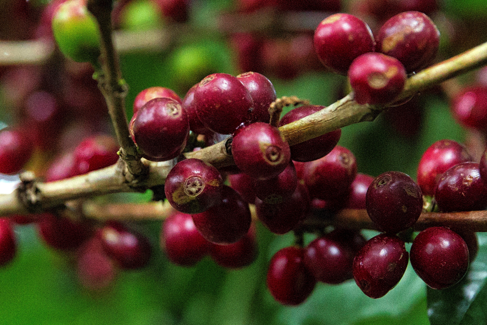 Platnacja kawy w Hondurasie fot. EPA/GUSTAVO AMADOR 
