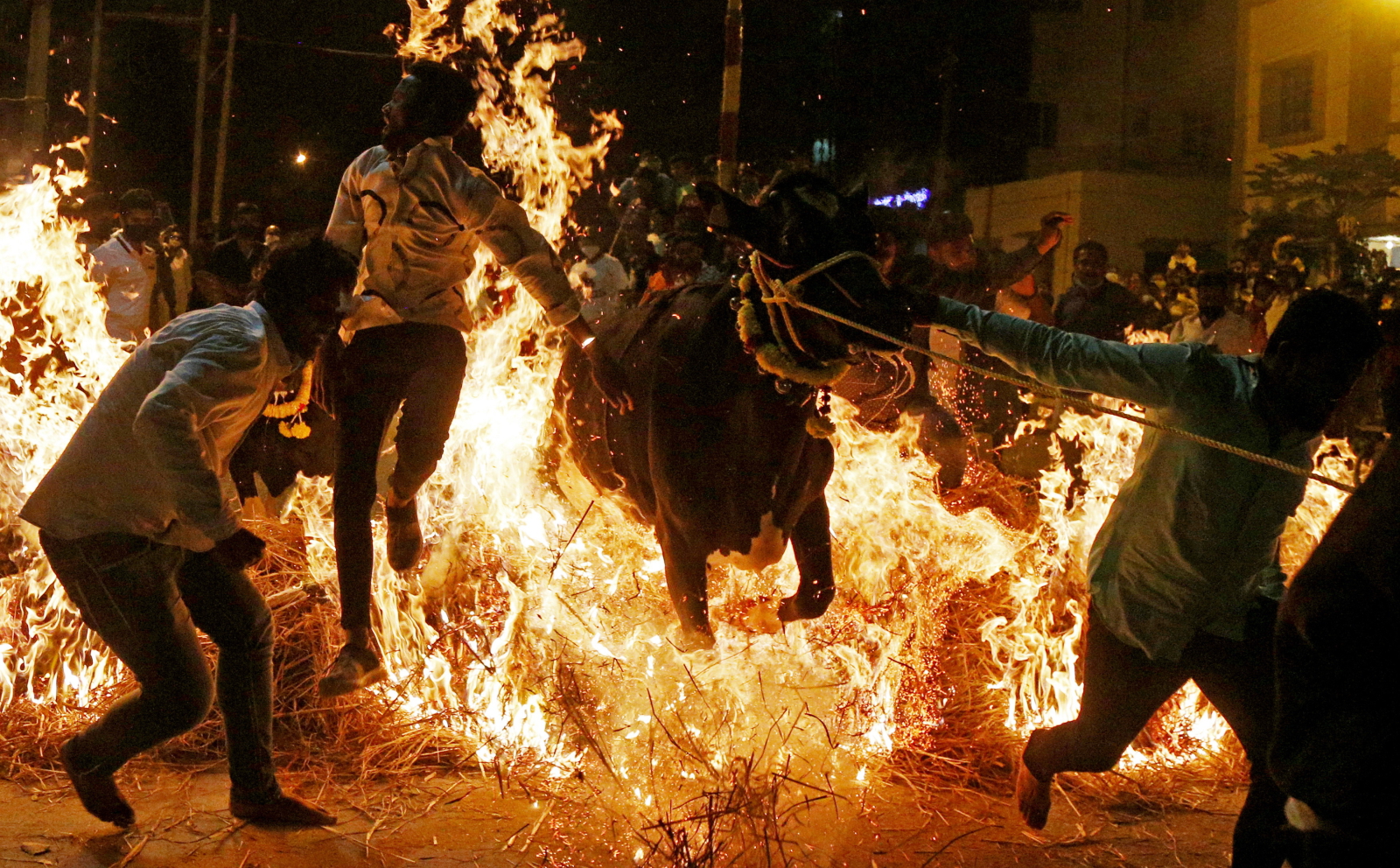 Hinduskie święto Pongal - jego elementem jest przeskakiwanie nad ogniem. Fot. EPA/JAGADEESH NV 