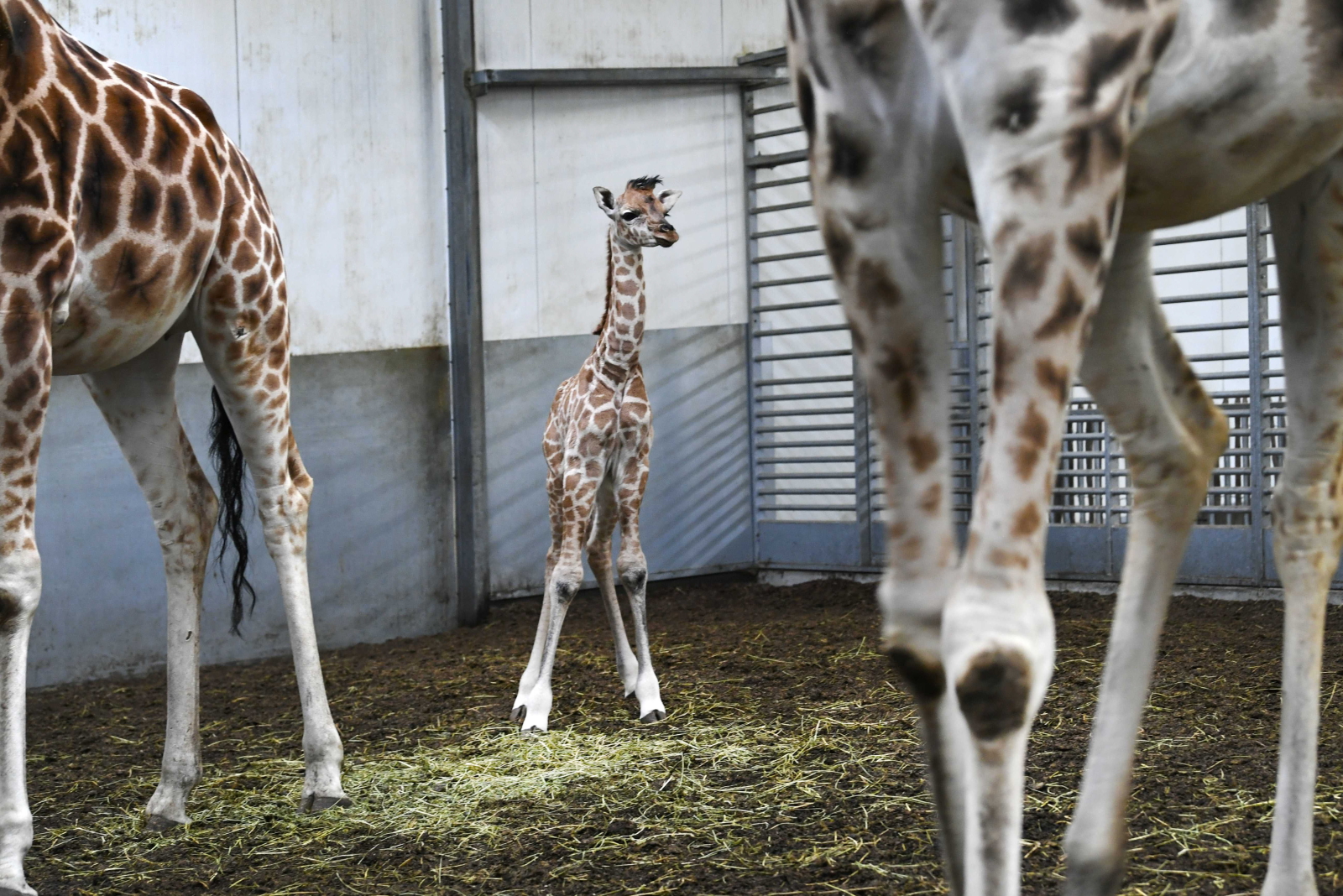 W zoo w Beekse Bergen w Holandii urodziła się rzadka żyrafa Fot. PAP/EPA/PIROSCHKA VAN DE WOUW