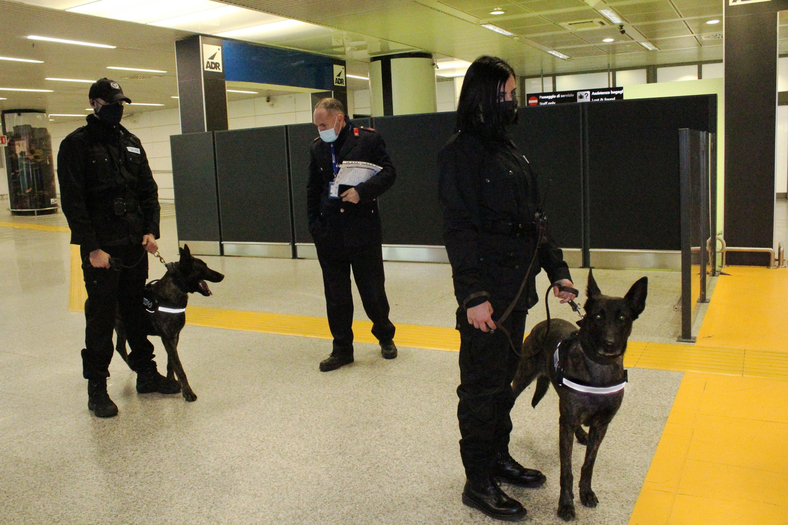 Psy tropiące na lotnisku w Rzymie Fot. PAP/EPA/TELENEWS