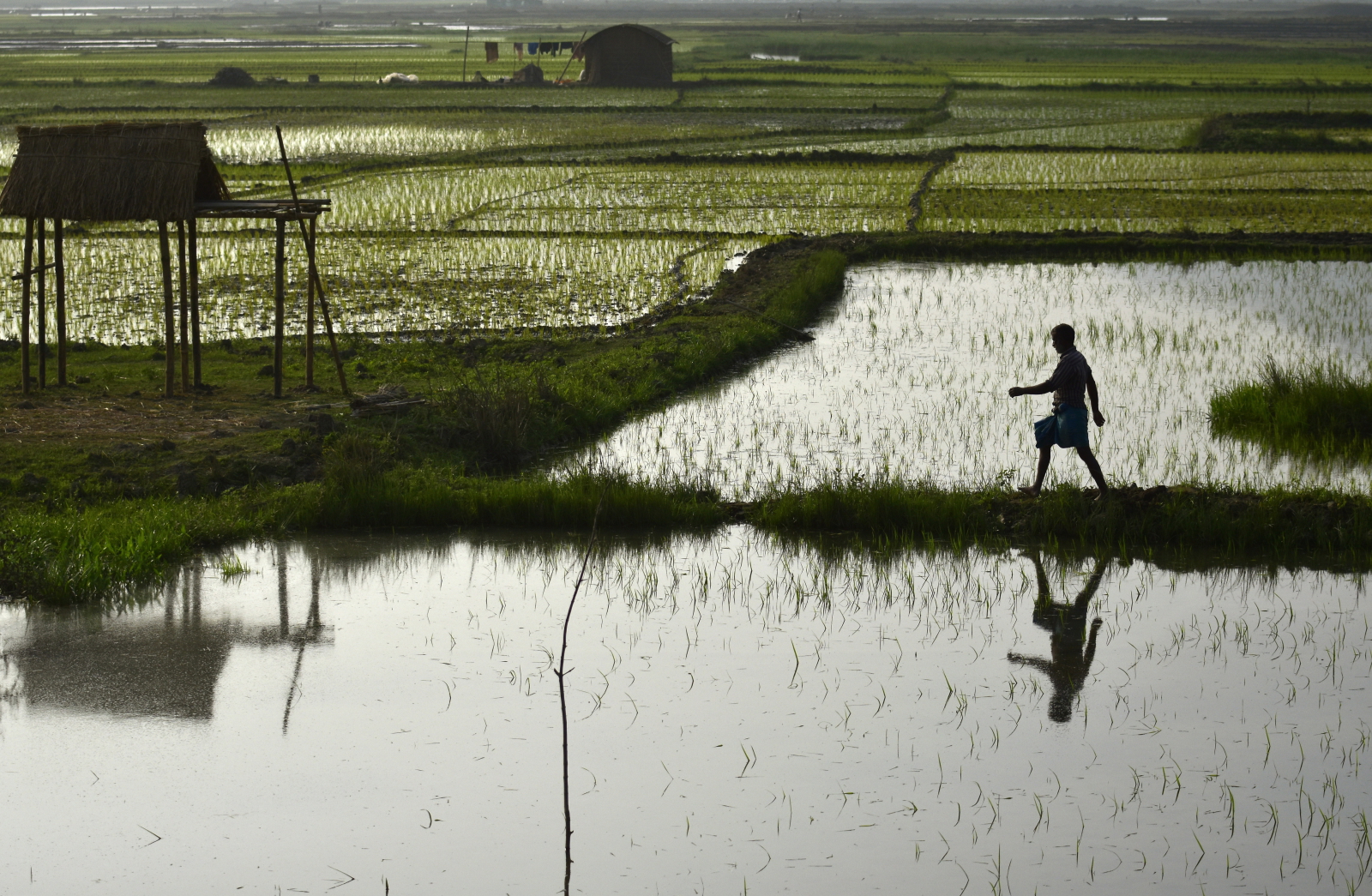 Pole ryżowe w Indiach Fot. PAP/EPA/STR