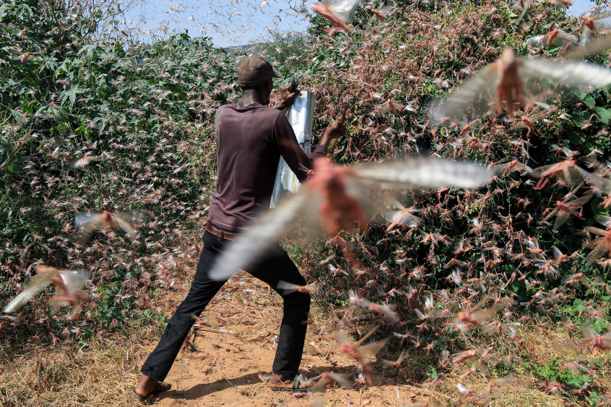 Kenia: walka z szarańczą pustynną, która zaatakowała rolnicze uprawy, fot. EPA/DANIEL IRUNGU 