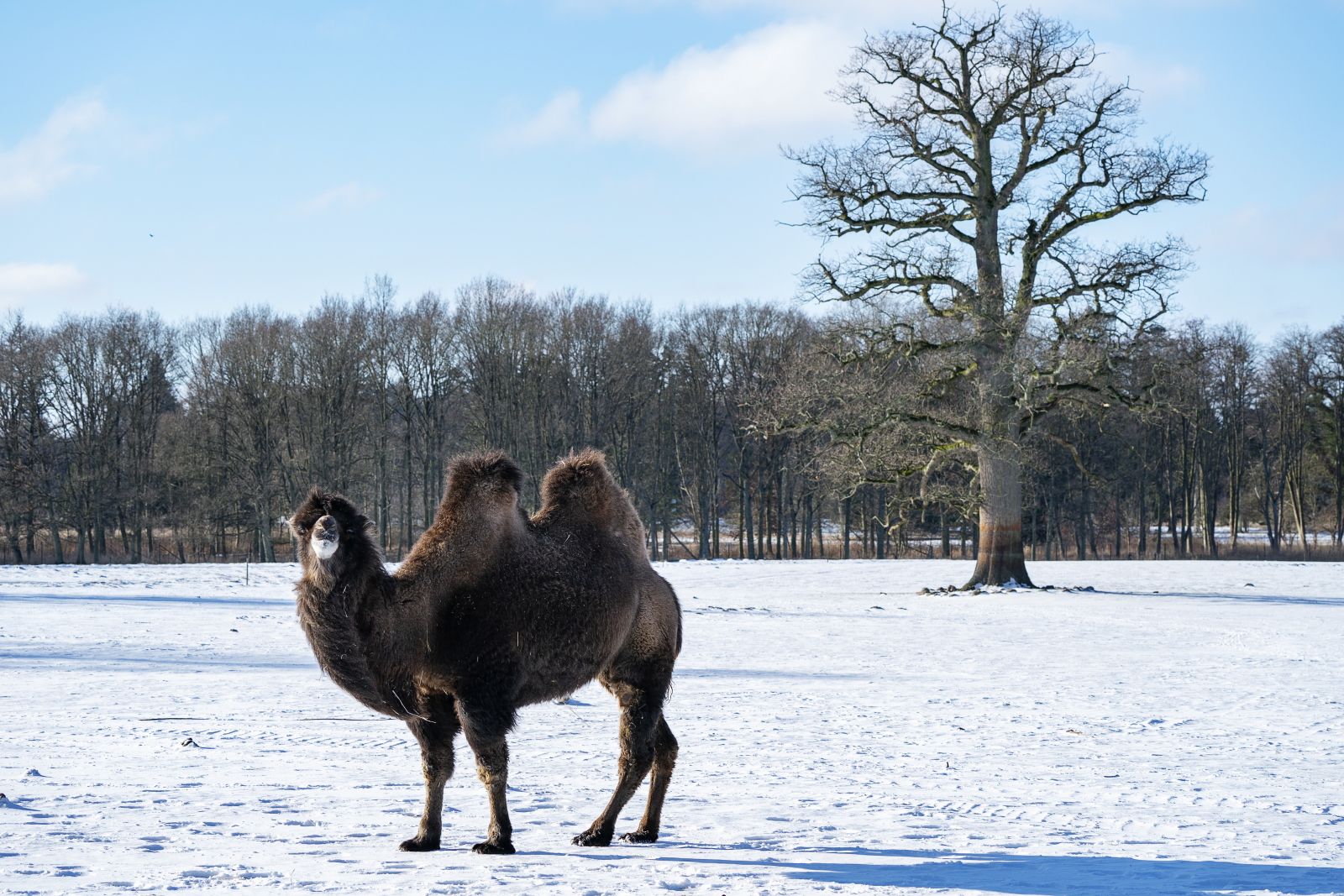Wielbłąd w Danii na zimowym spacerze fot. EPA/Claus Bech  DENMARK OUT 