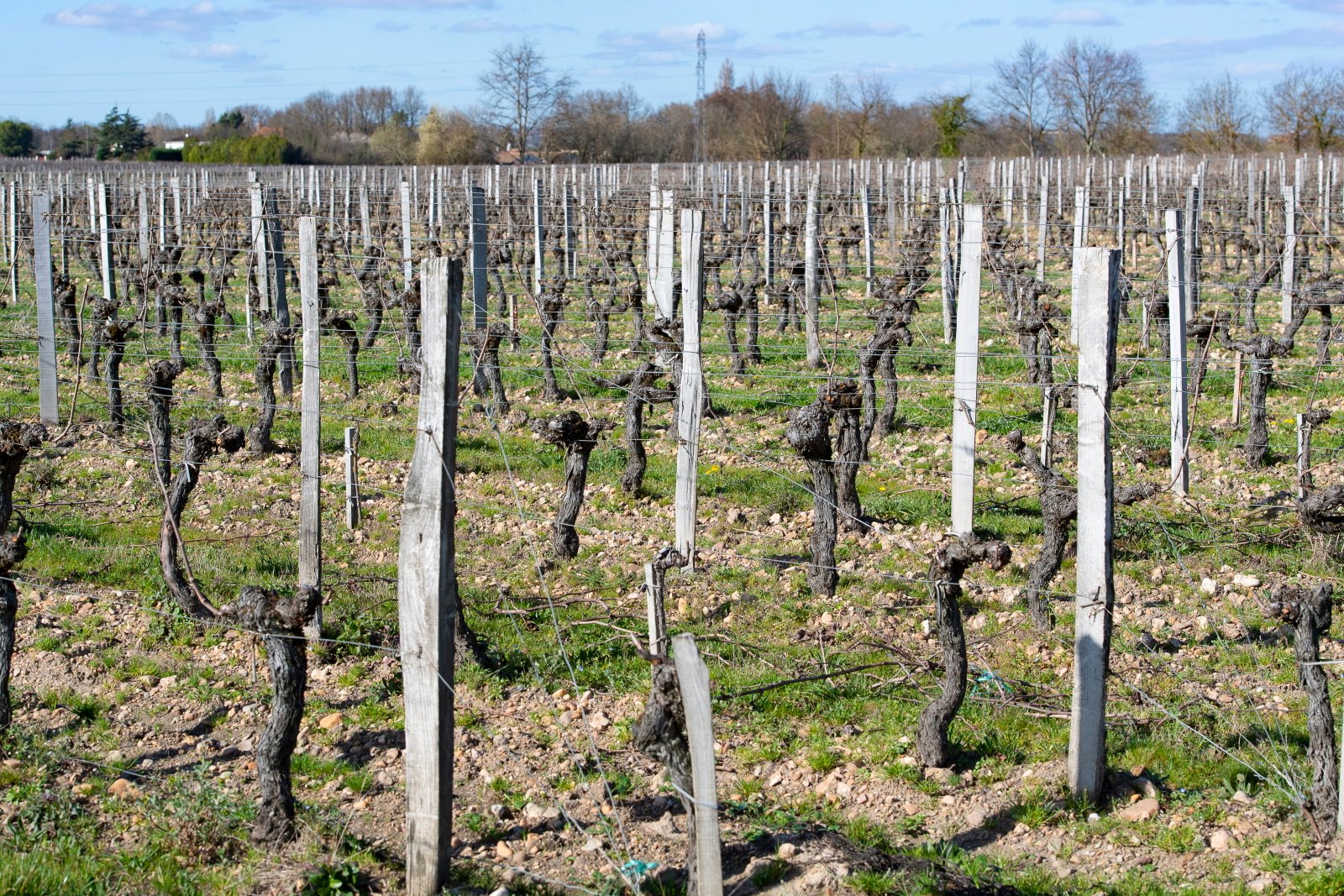 Uprawa wina we francuskim Bordeaux fot. EPA/CAROLINE BLUMBERG 
