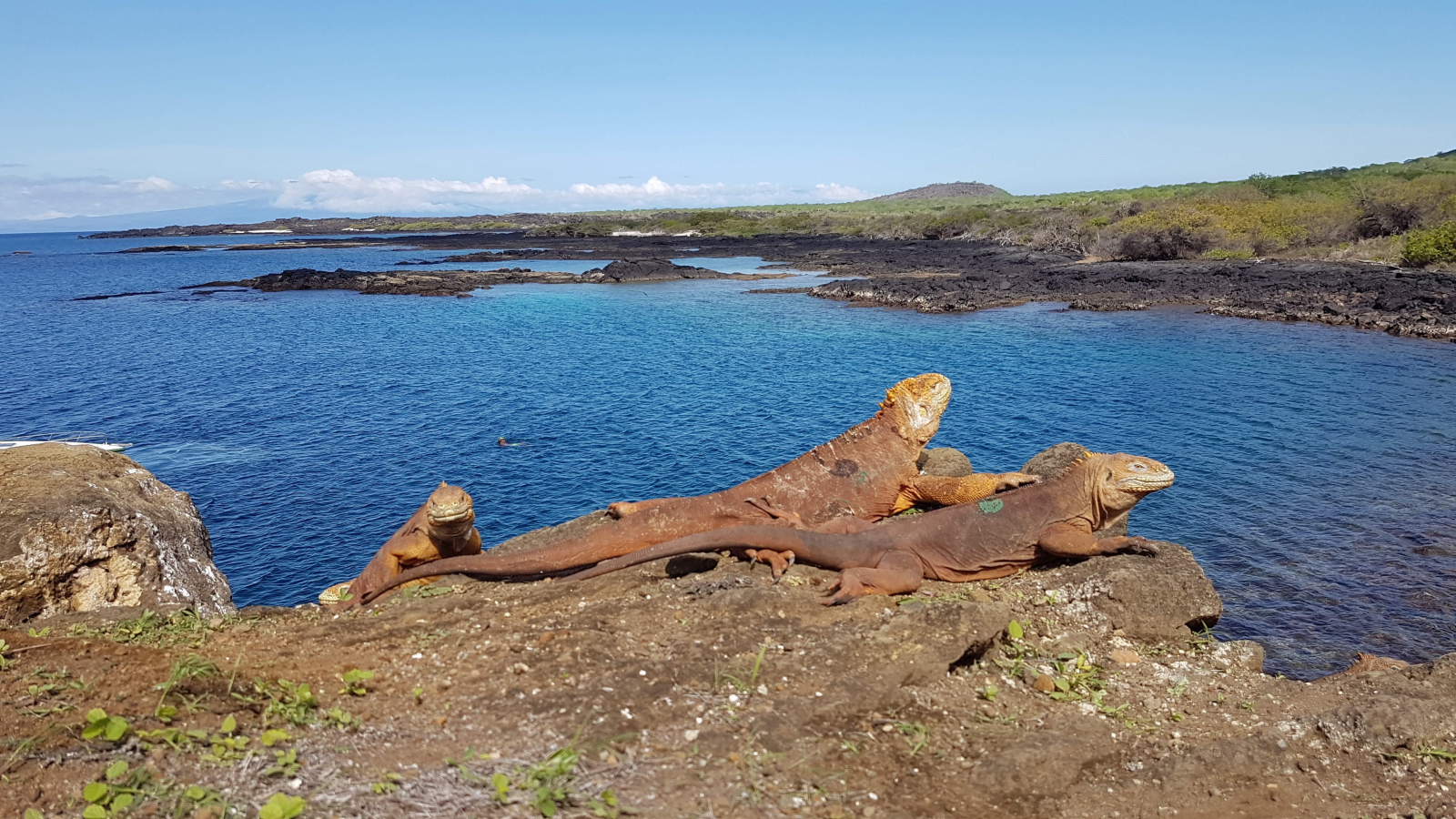 Iguany przywrócone do parku narodowego na Galapagos fot. EPA/Galapagos National Park / 