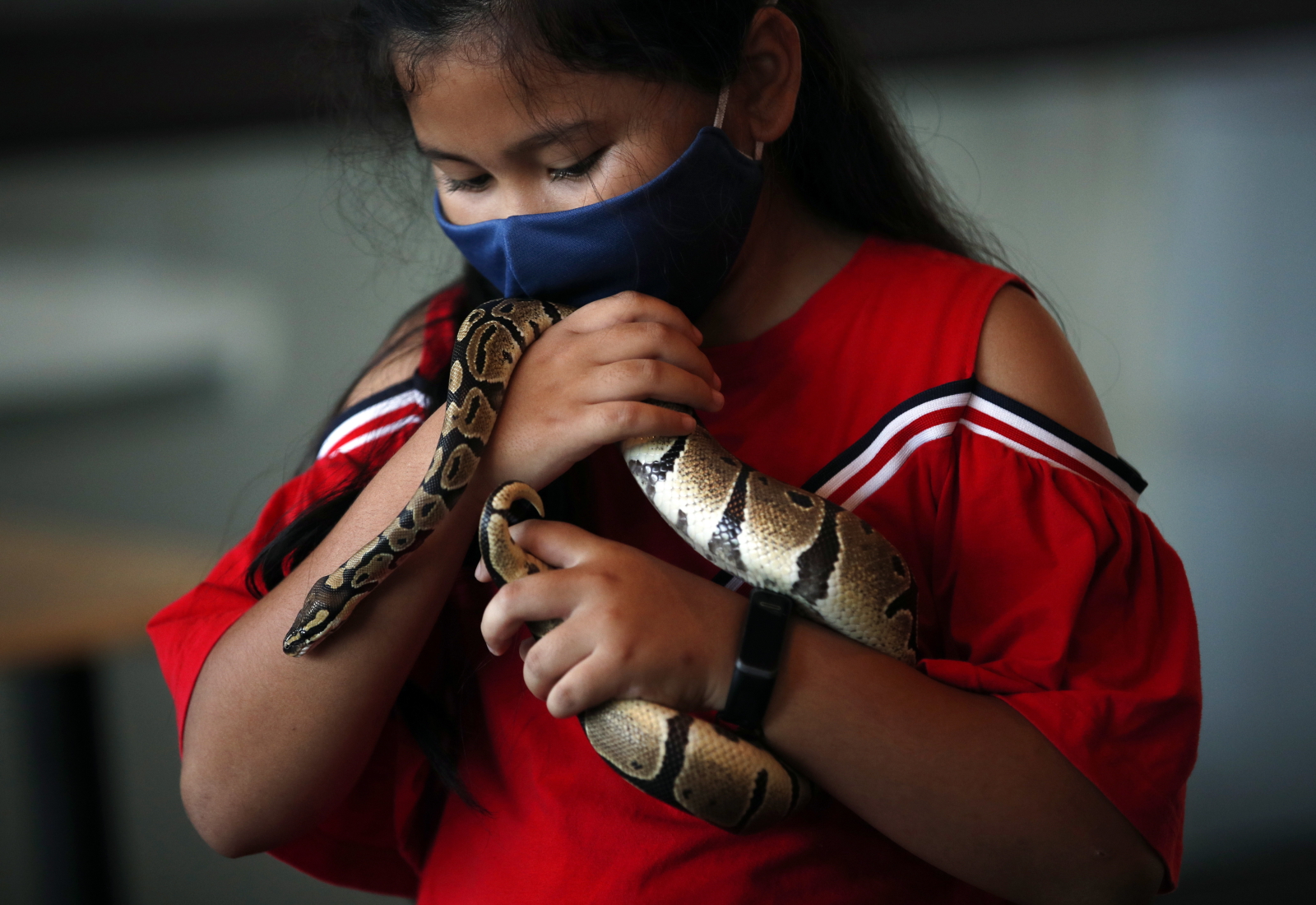 Dla miłośników węży to gratka - można je głaskać EPA/RUNGROJ YONGRIT