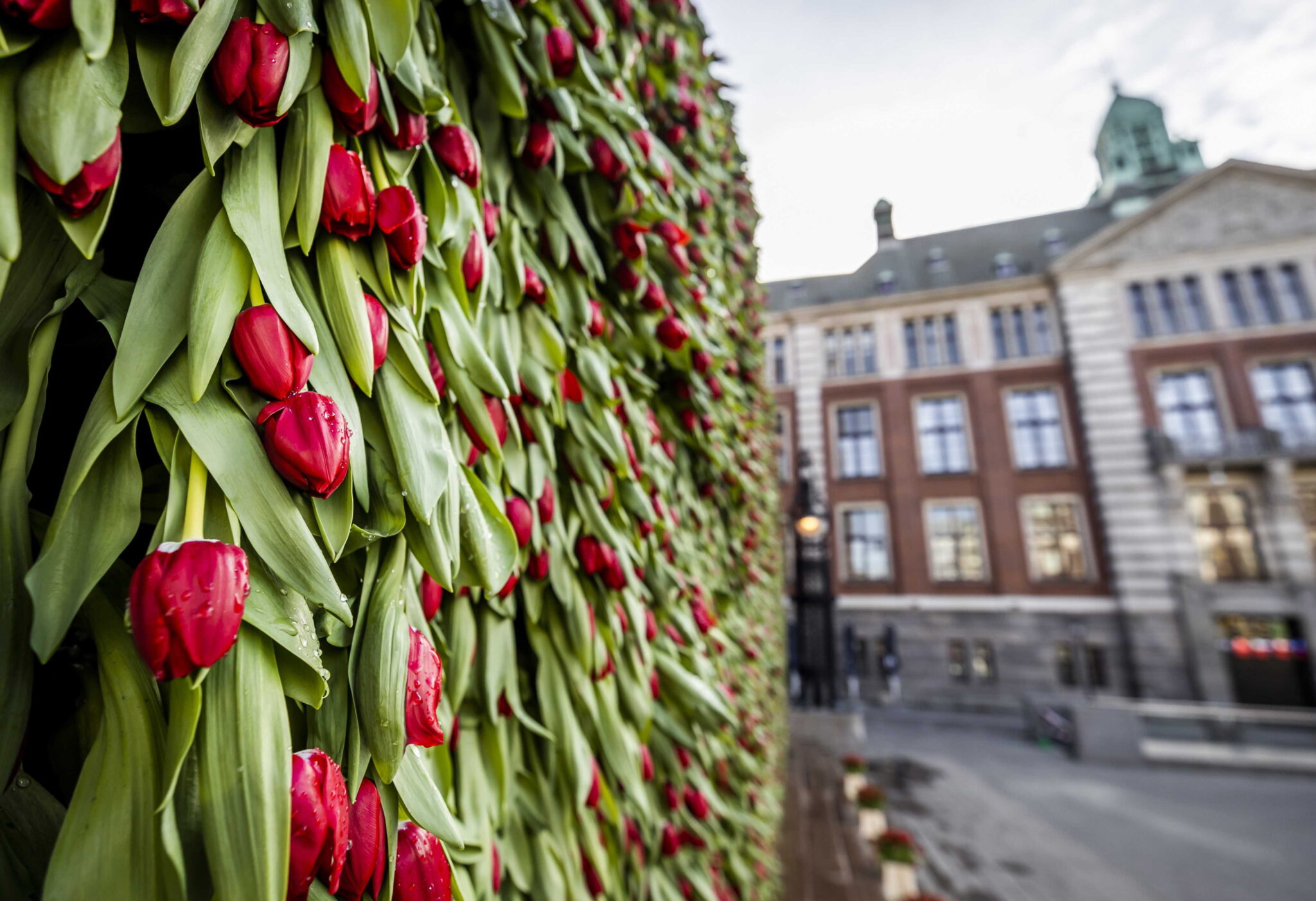 Czerwone tulipany w Amsterdamie, fot. EPA / REMKO DE WAAL