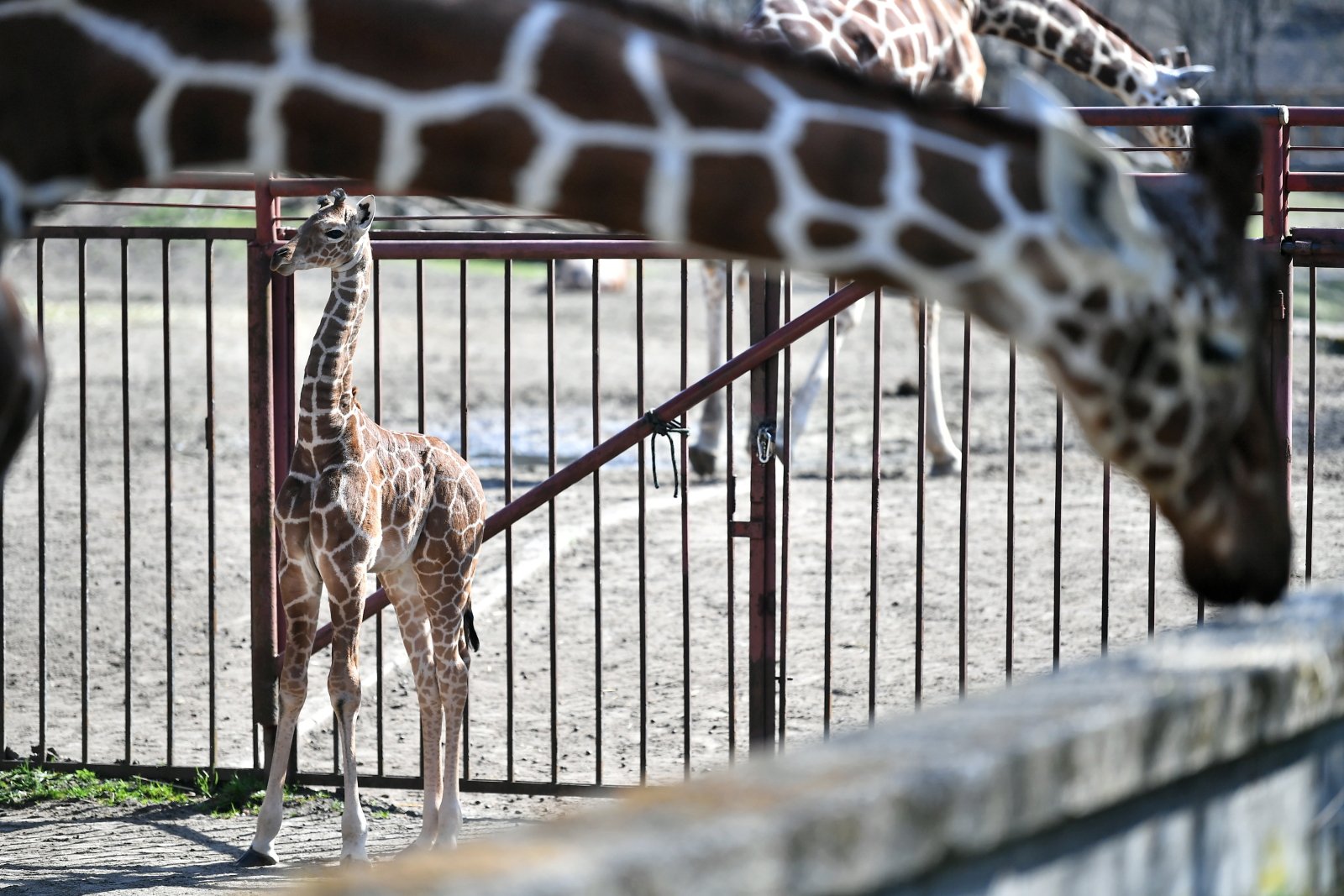 We wrocławskim zoo urodziła się żyrafa Fot. PAP/Maciej Kulczyński